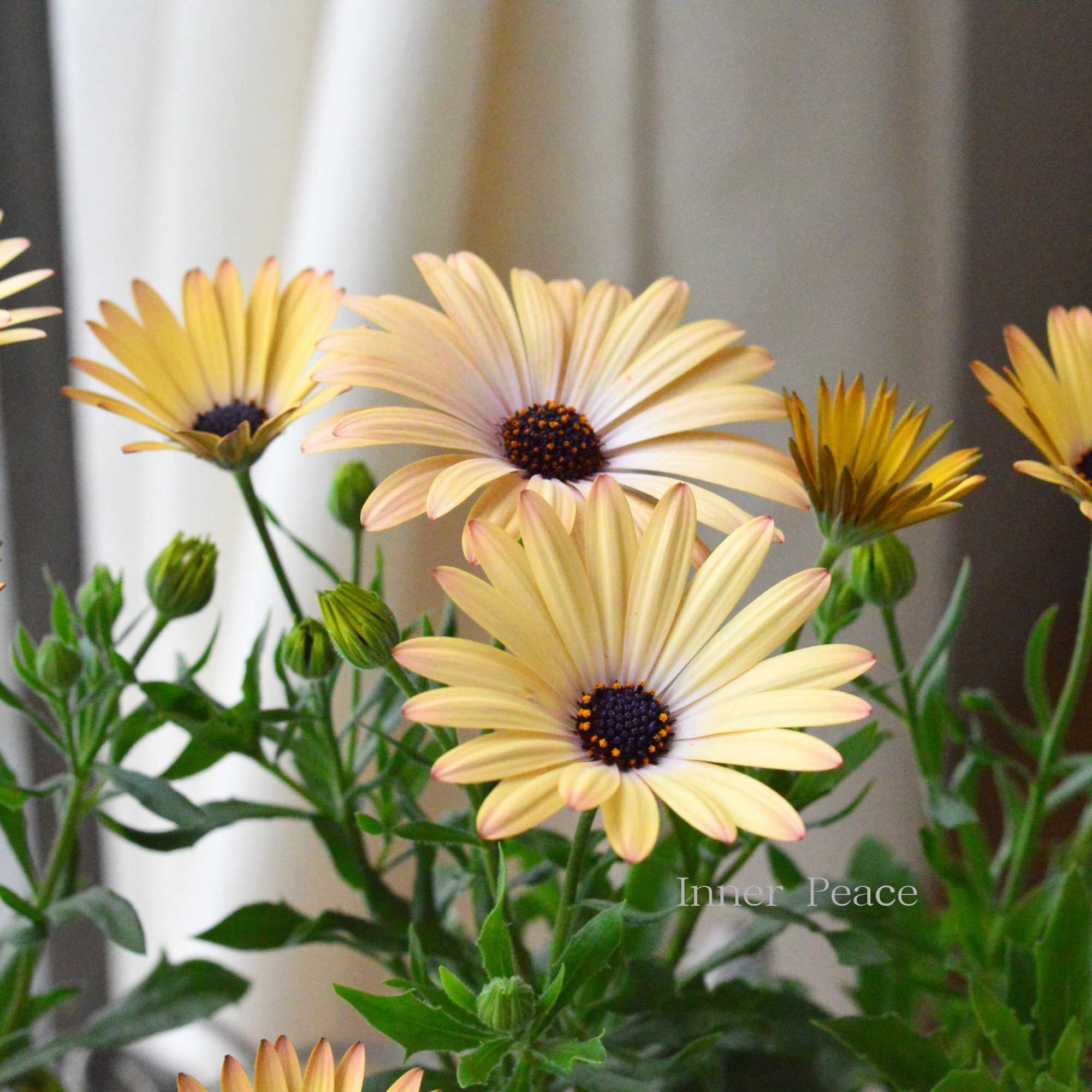 【マツバラフラワーファームさん】 オステオスペルマム　『コンフィチュール・ピーチ』  3寸ロングPOT