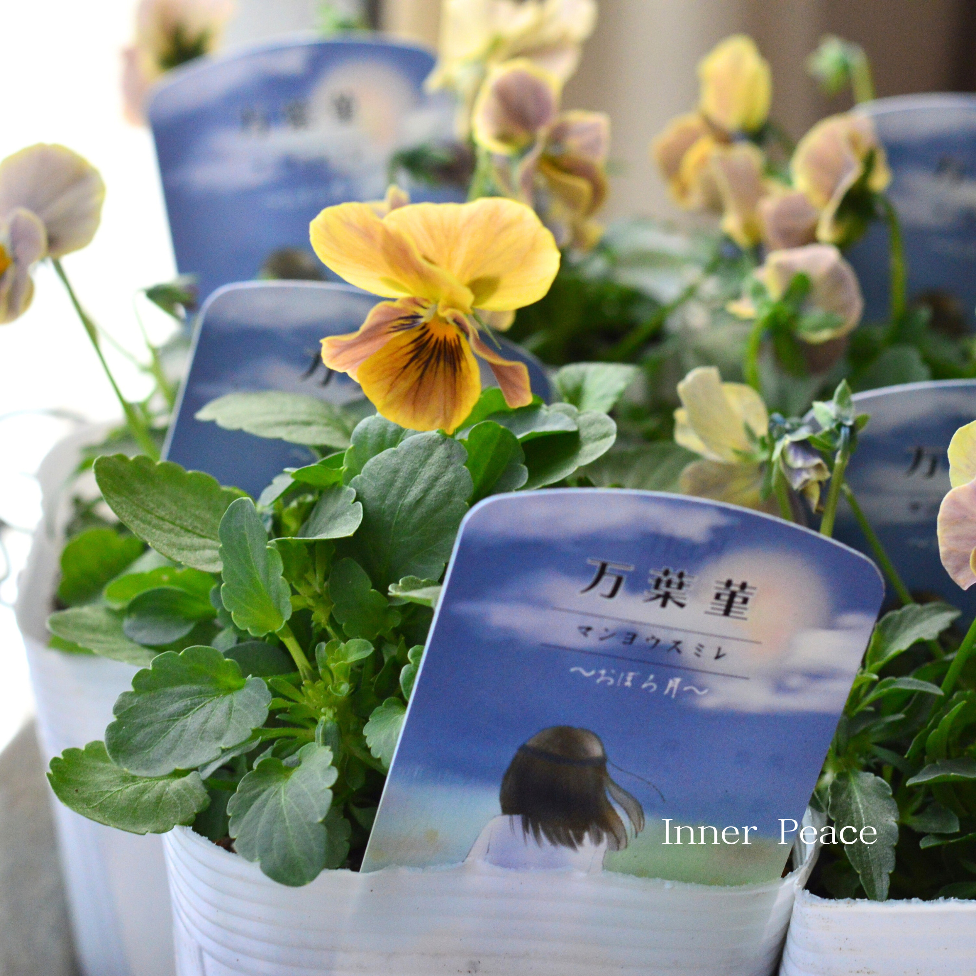 【桂楓園さんオリジナル】 ビオラ　『万葉菫・おぼろ月』   3.5寸POT