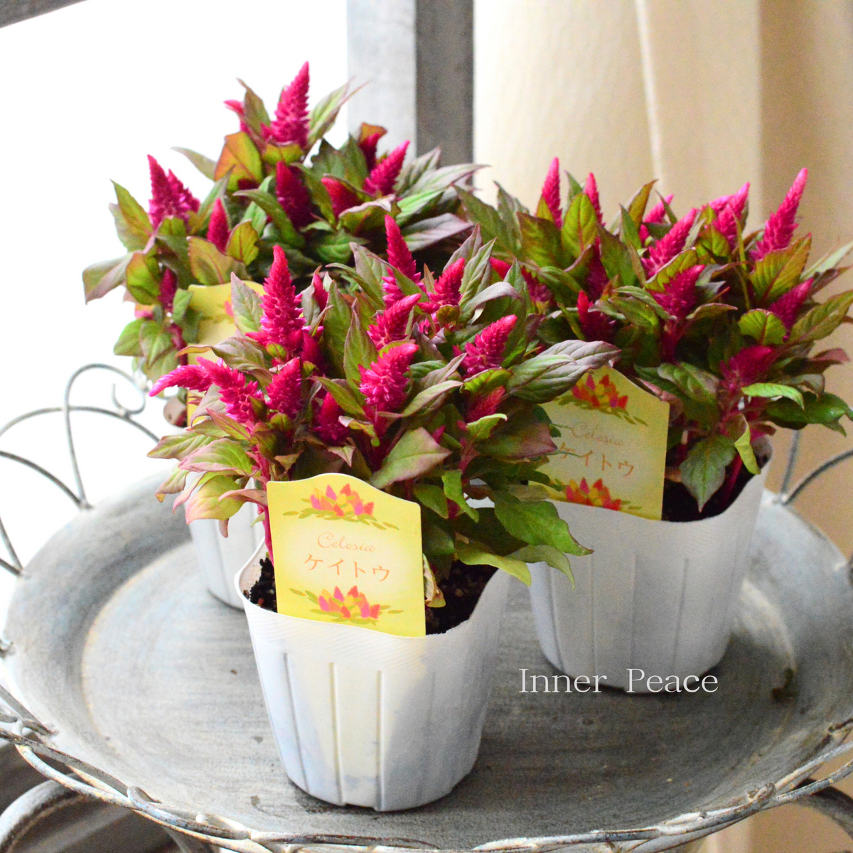 秋のお花】 ケイトウ（多粒撒き） 『銅葉レッド』 3寸POT