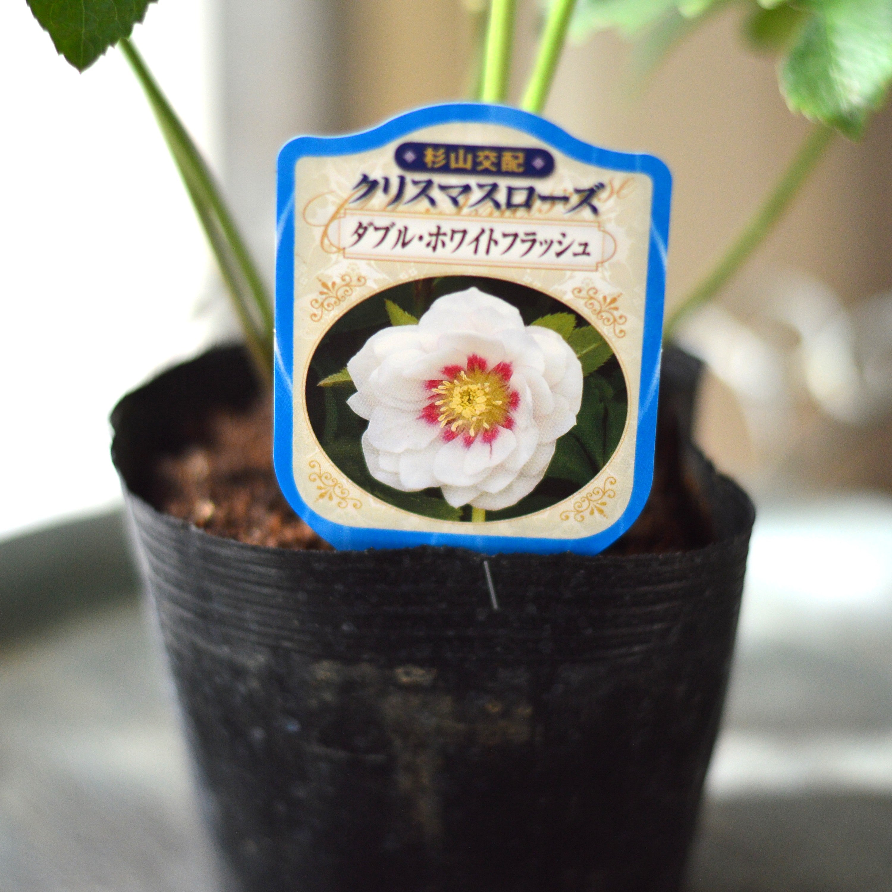 【杉光園芸さん】  クリスマスローズ　『ダブル・ホワイトフラッシュ』　　4寸POT