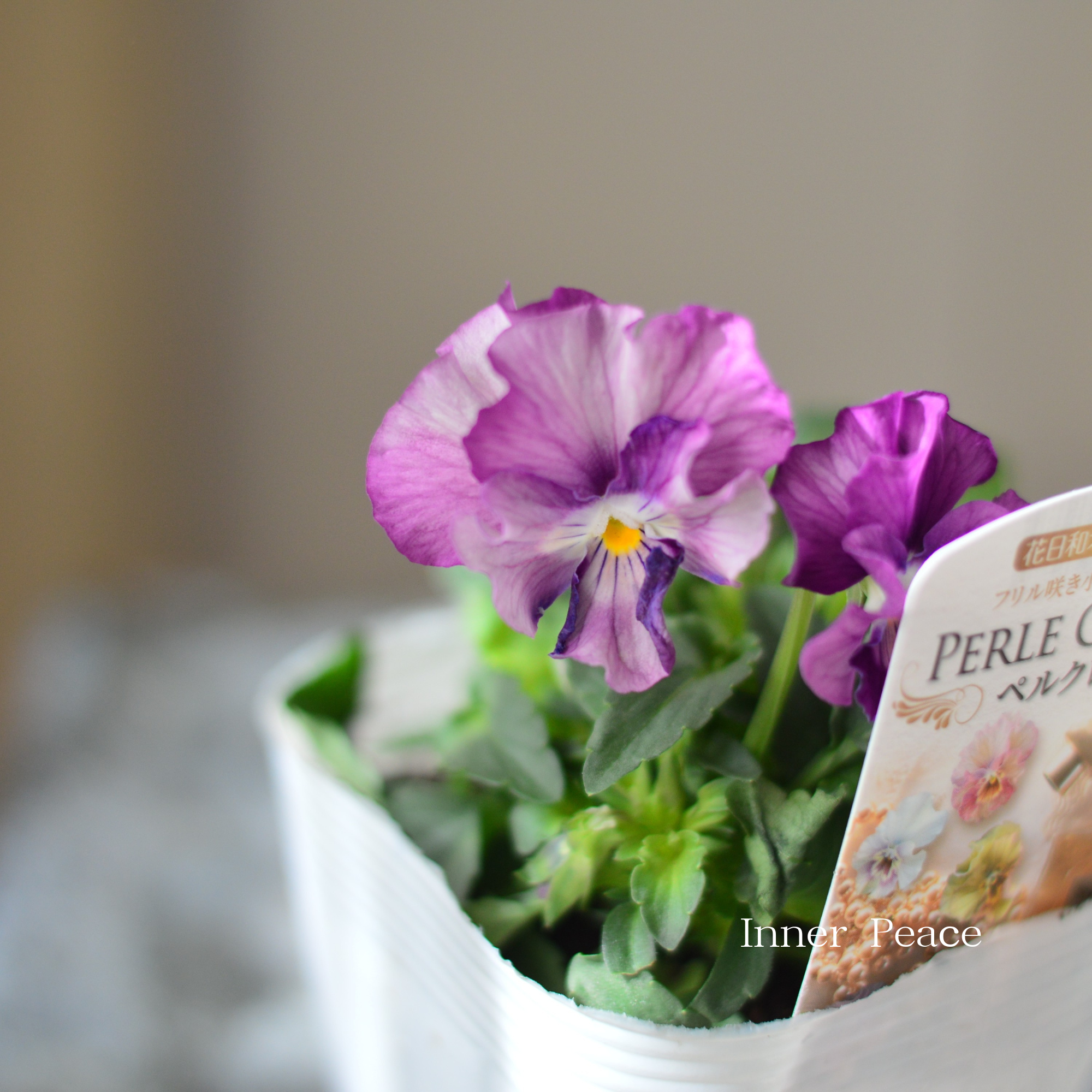 【花日和さん】 ミニパンジー 『ペルクレア』　3.5寸POT