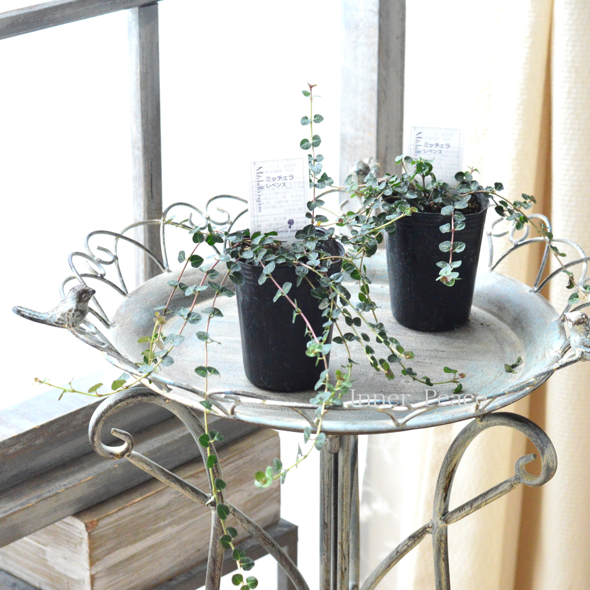 【寄せ植えに】 ミッチェラ　『レペンス』　　2.5寸ロングPOT