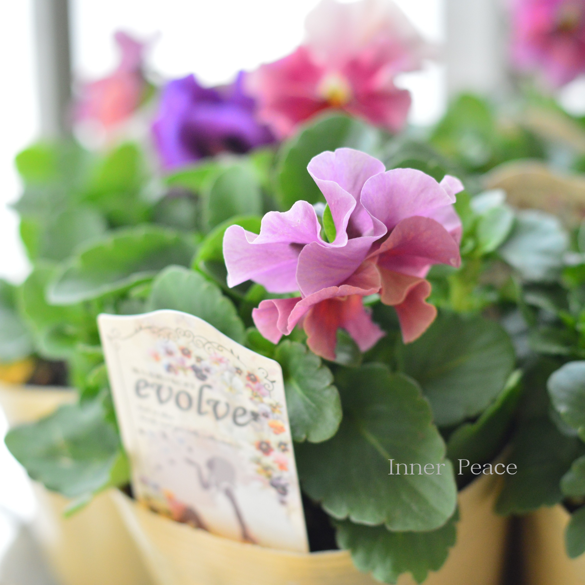 【美しい】  ビオラ　『evolve　～エボルベ～』　3.5寸POT