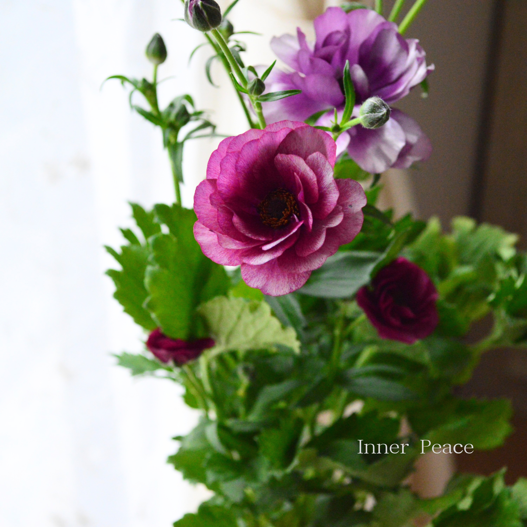 【美しい】 ラナンキュラス・ラックス 『ティーバ』　4寸POT