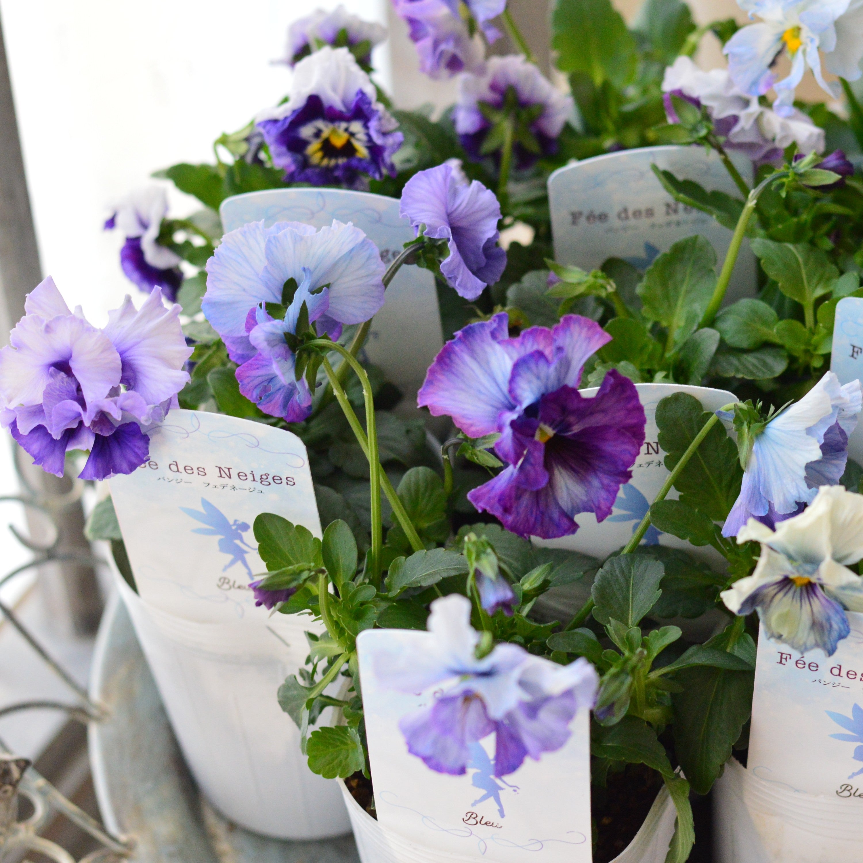 美しい】 パンジー 『フェデネージュ・ブルー』 3寸POT