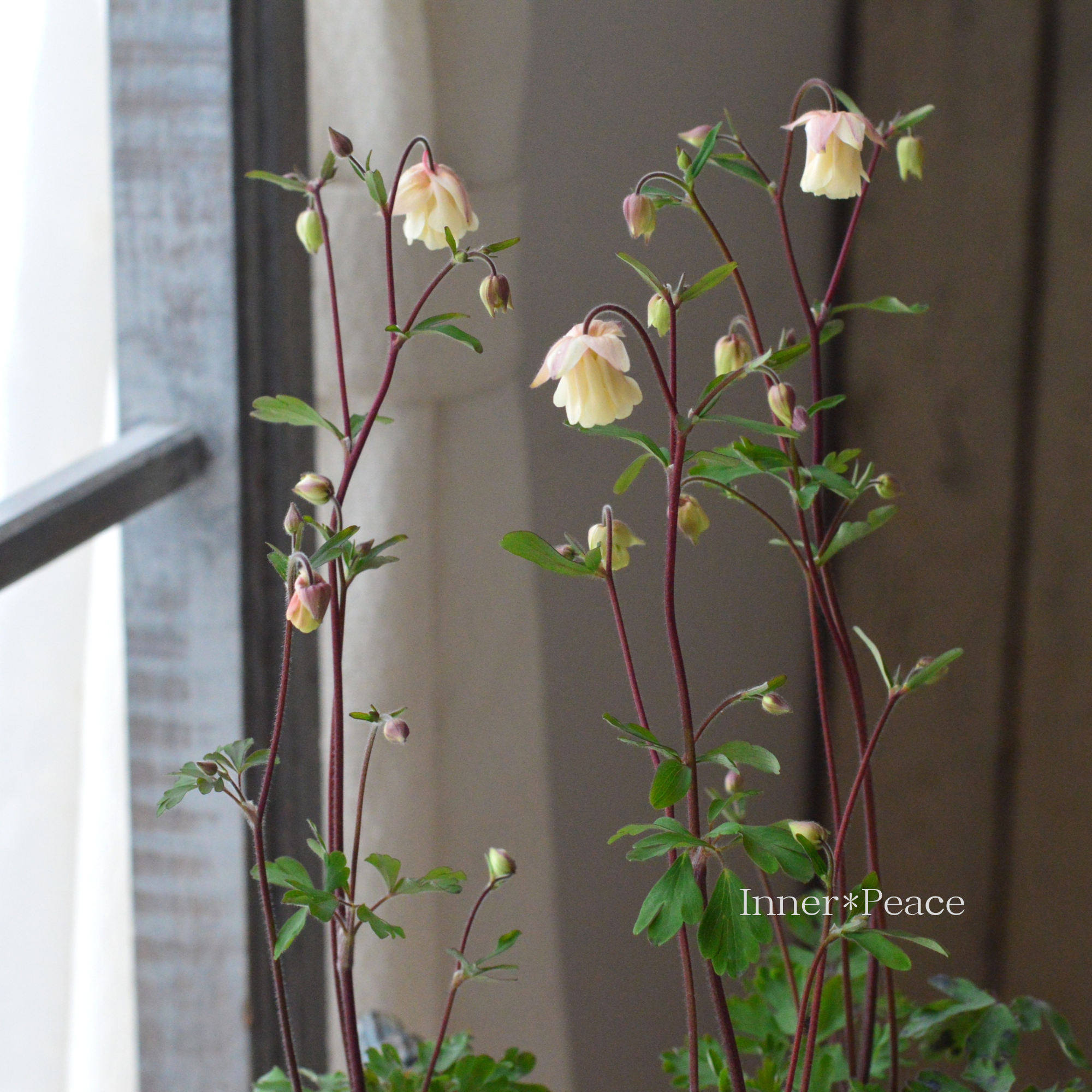 風鈴オダマキ 『ベージュピンク系』　3寸POT