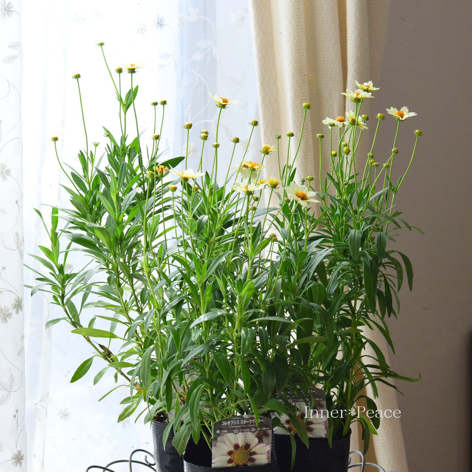【開花期が長い】 コレオプシス 『スタークラスター』　3寸POT