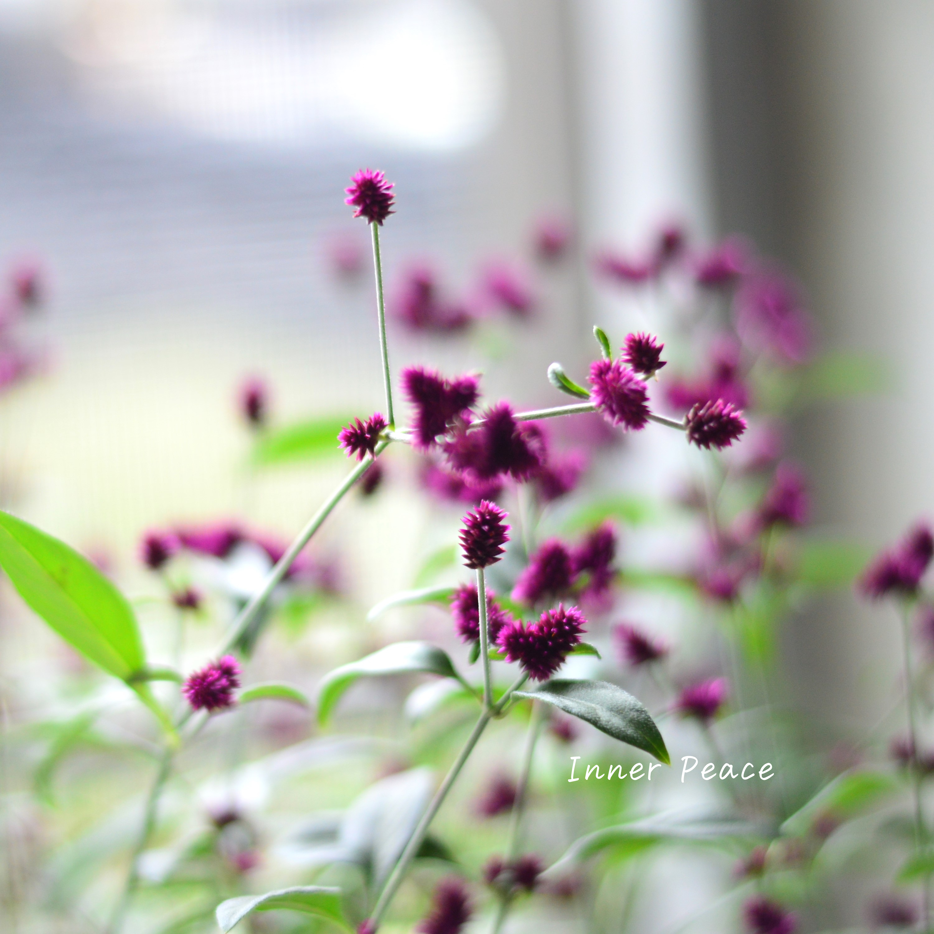 【2本植え】　アルテルナンテラ・ポリゲンス　3.5号POT　