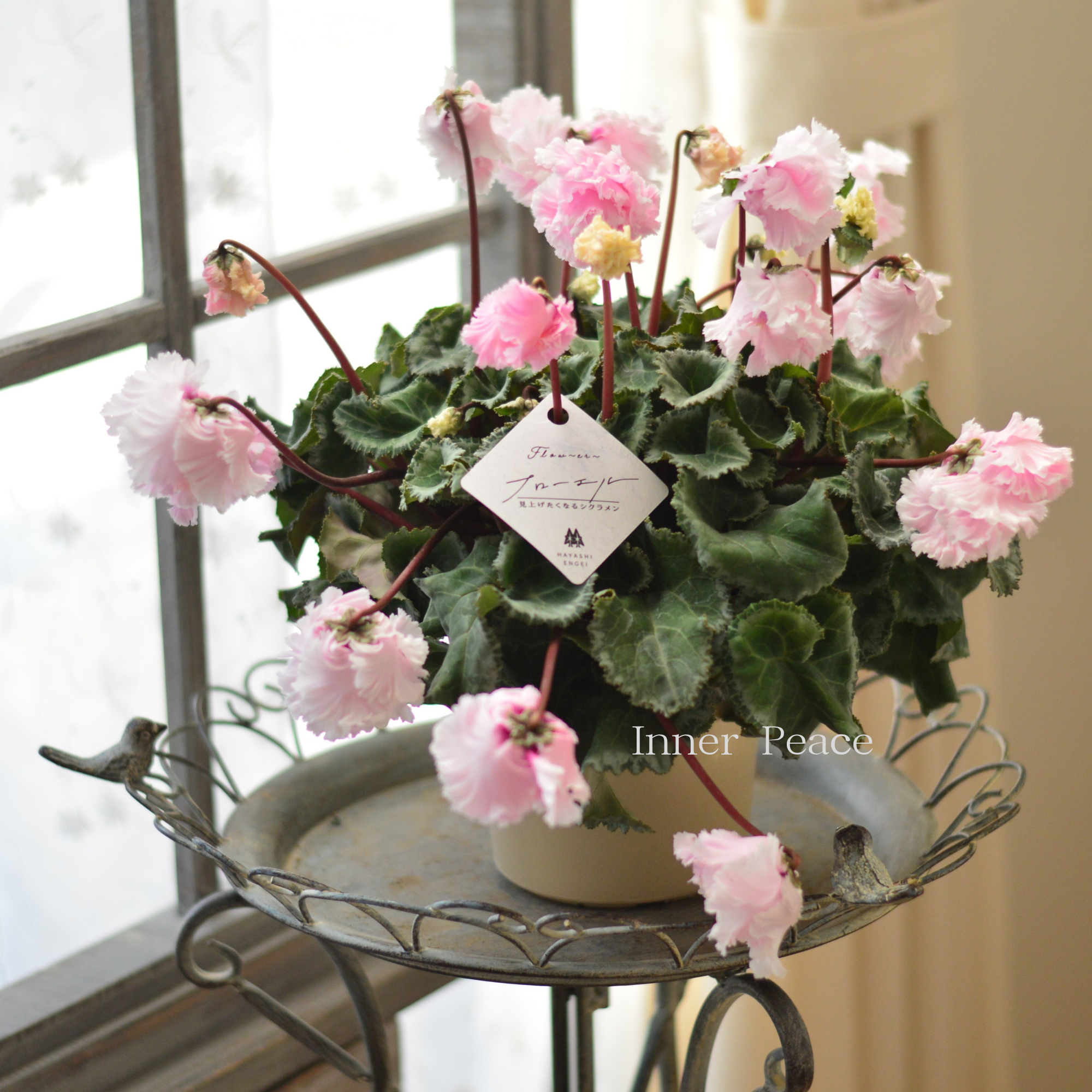 【見上げて楽しむ】 シクラメン 『FLOW～er～フローエル・ライトピンク』　　５号鉢