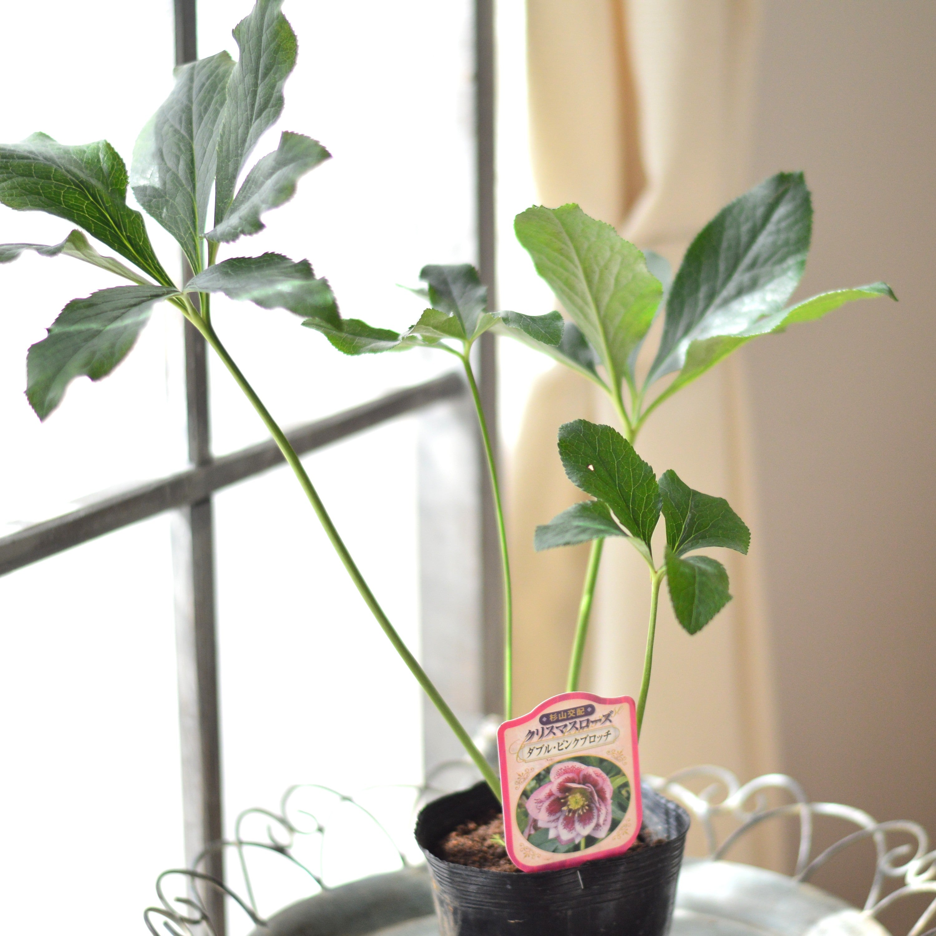 【杉光園芸さん】  クリスマスローズ　『ダブル・ピンクブロッチ』　　4寸POT