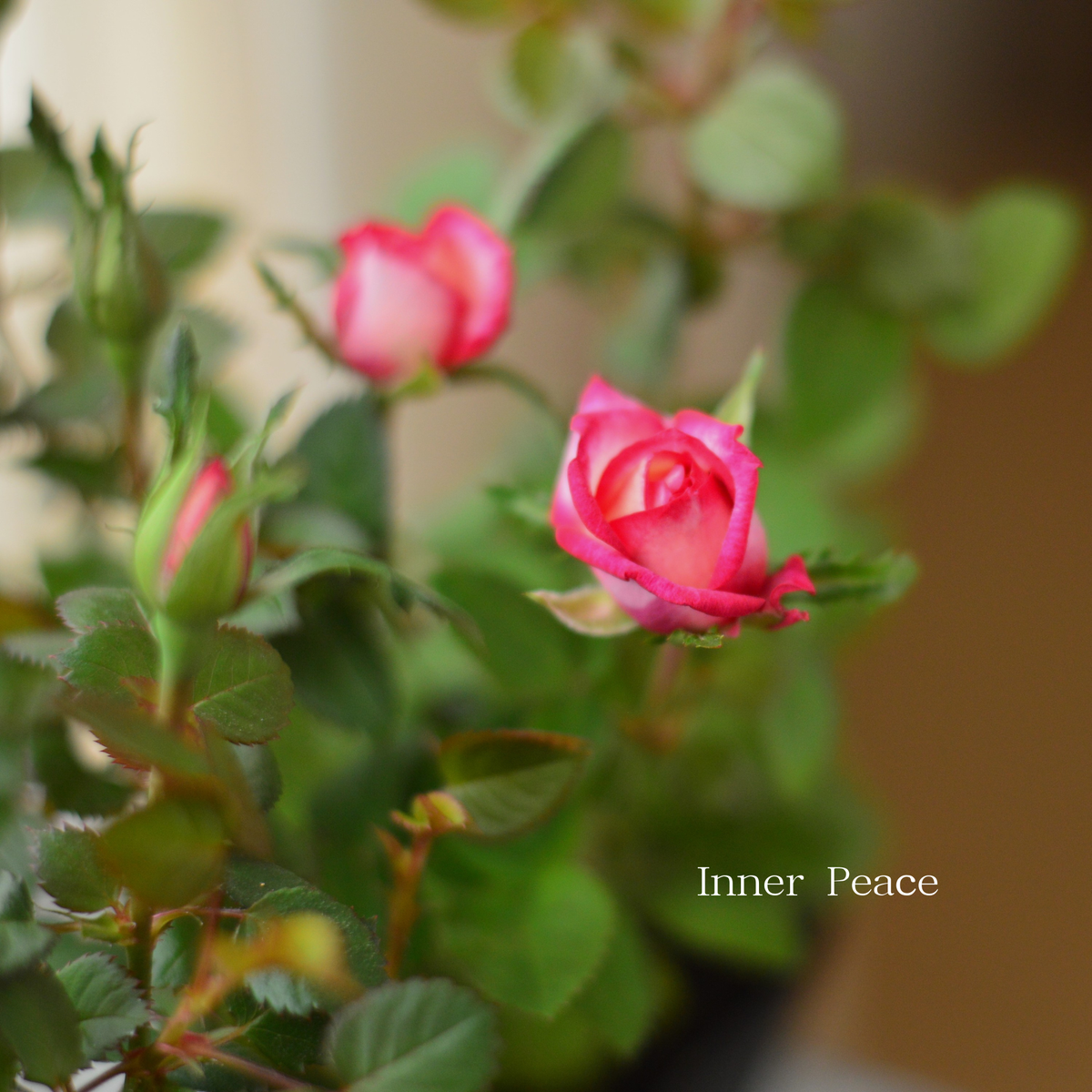 分割できる】 ミニ薔薇 『コルダナ・ハーレクイン』 3寸POT