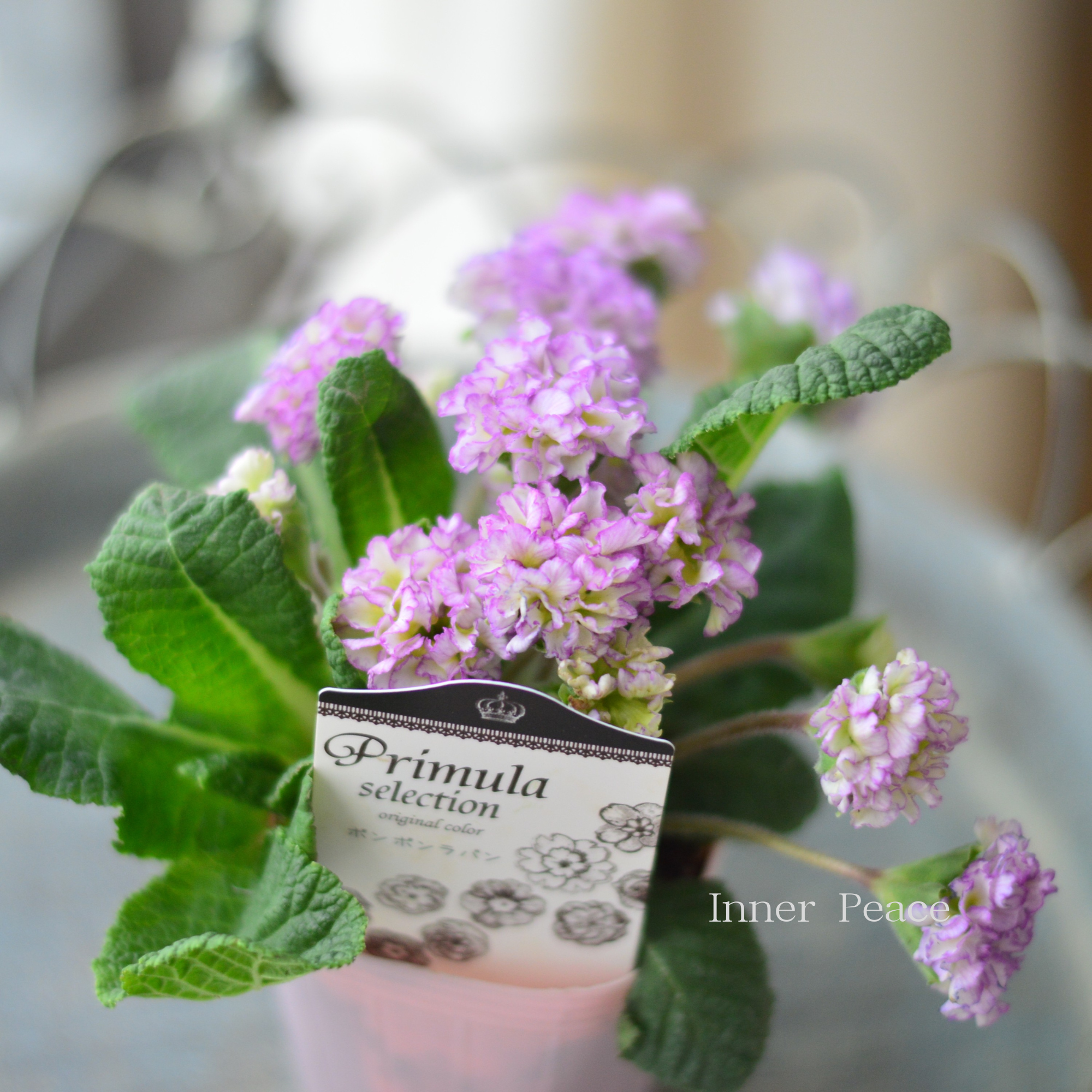 k-plantsさん】 フリンジ咲き プリムラ 『ポンポンラパン・④』 2.5寸