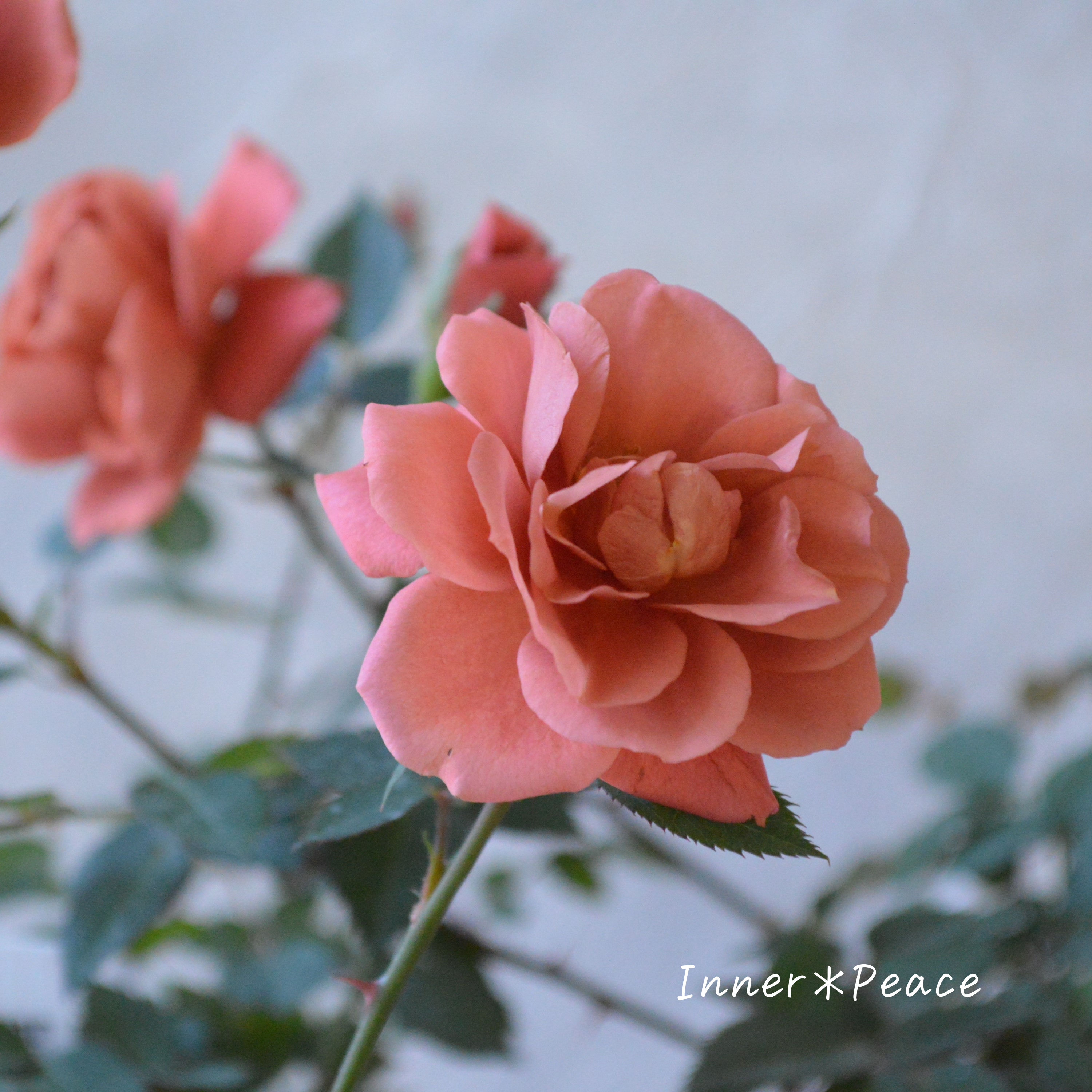 【人気】 ミニ薔薇  『テディベア』  3寸POT