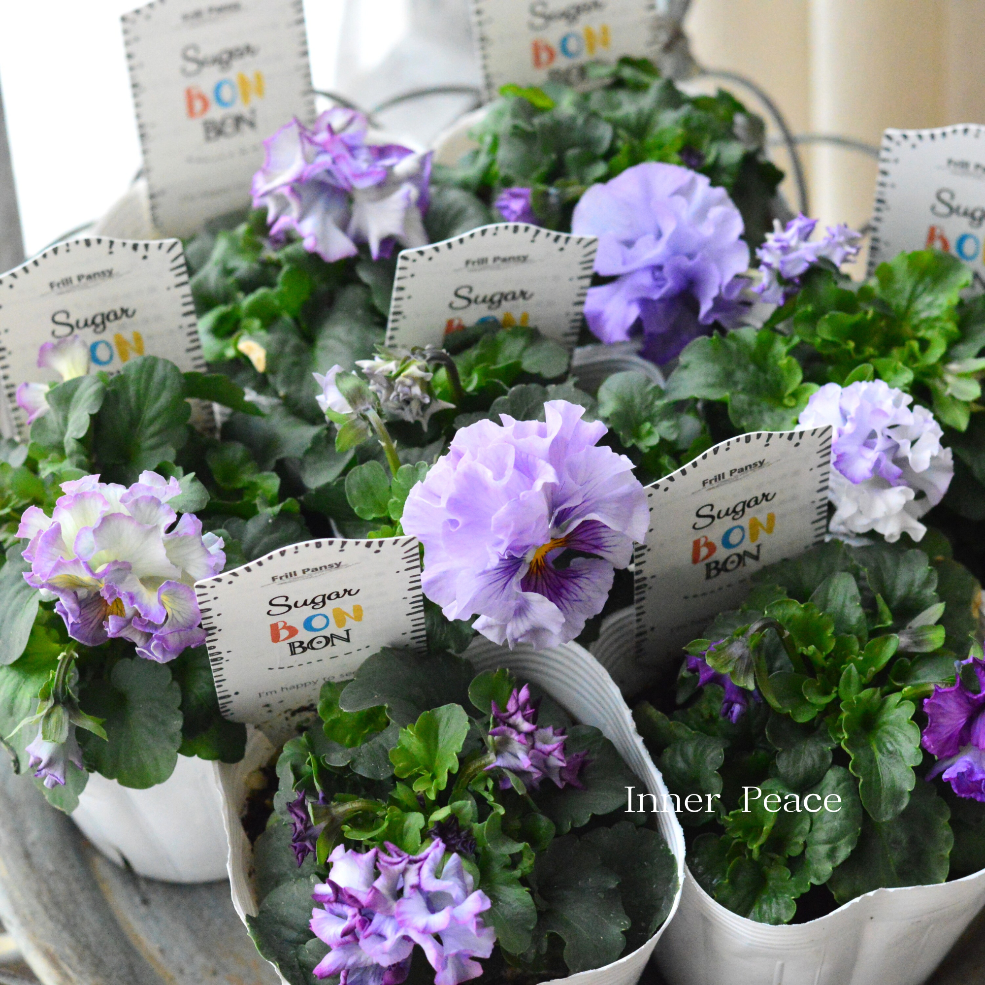 【湘南Berryさん】 フリルパンジー 『シュガーボンボン・パープル系』　3寸POT