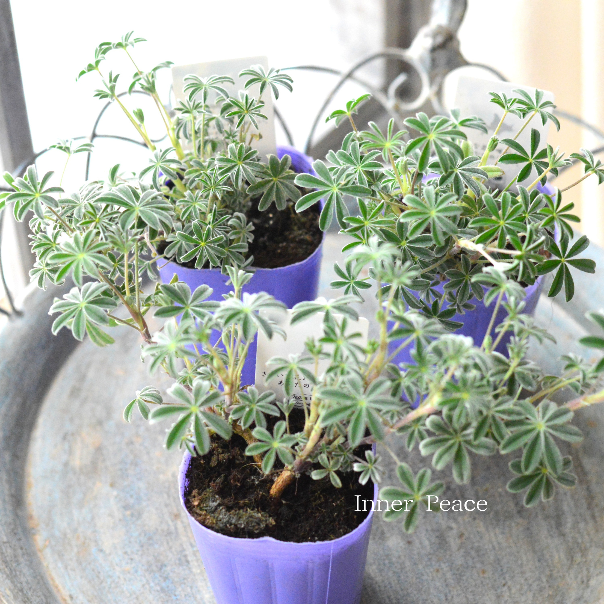 【希少】 宿根ルピナス　『シルバーフリース』　　2.5寸ロングPOT