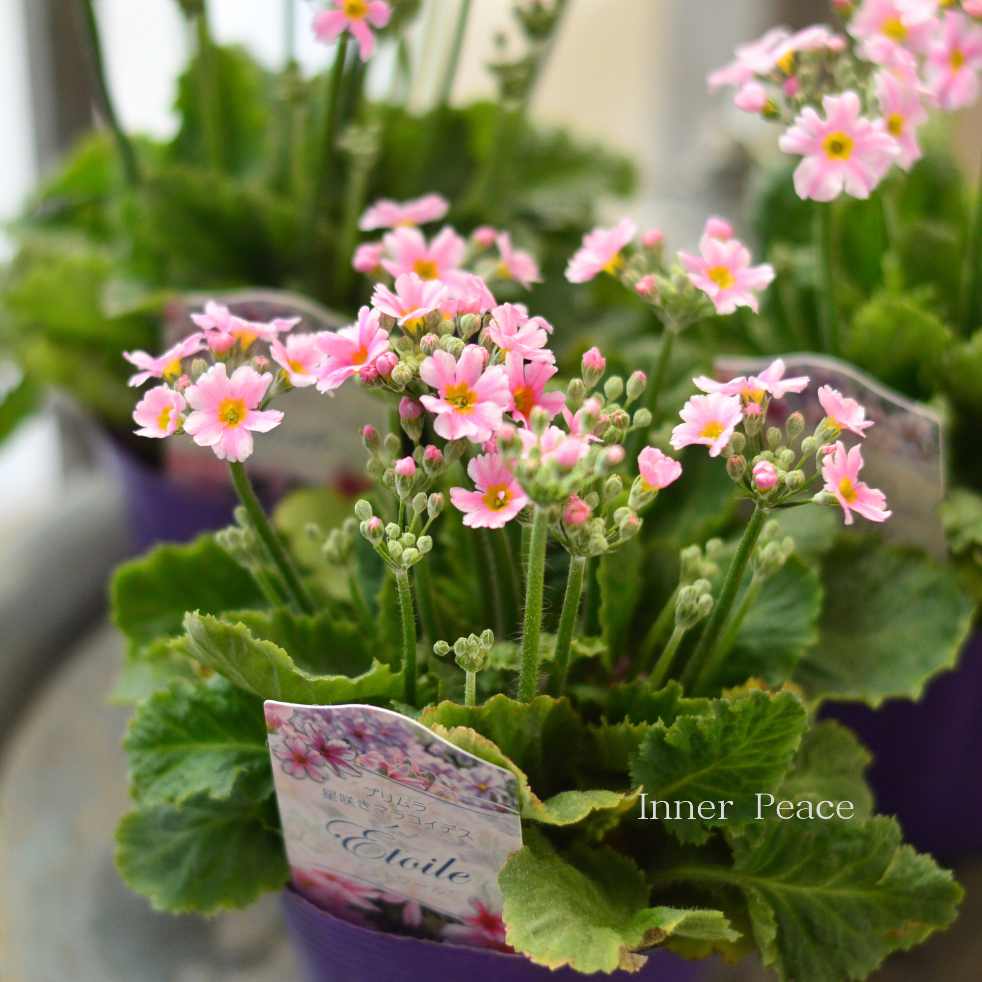 【星咲き】 プリムラ マラコイデス 『エトワール・ライトピンク系』　　3.5寸POT