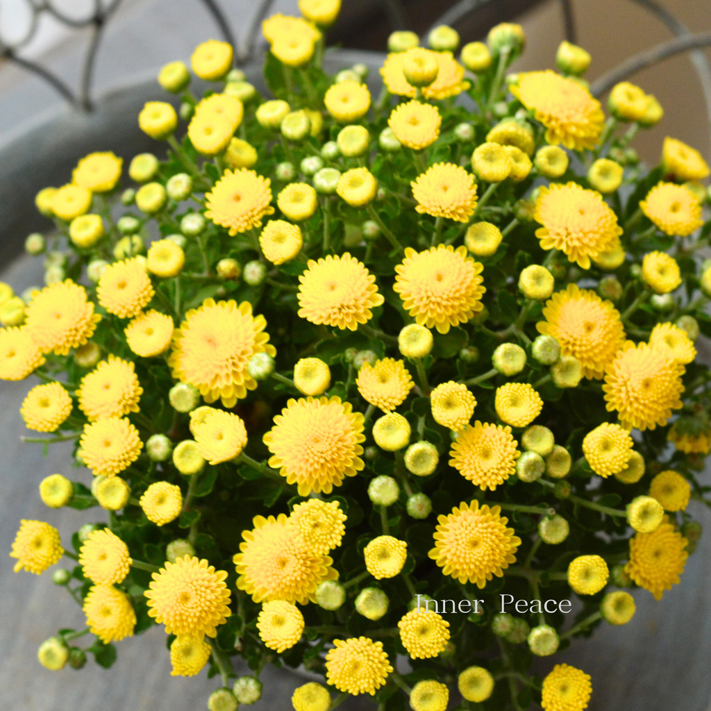 ポンポン咲き】 ガーデンマム 『アレクシア・イエロー』 3.5寸POT