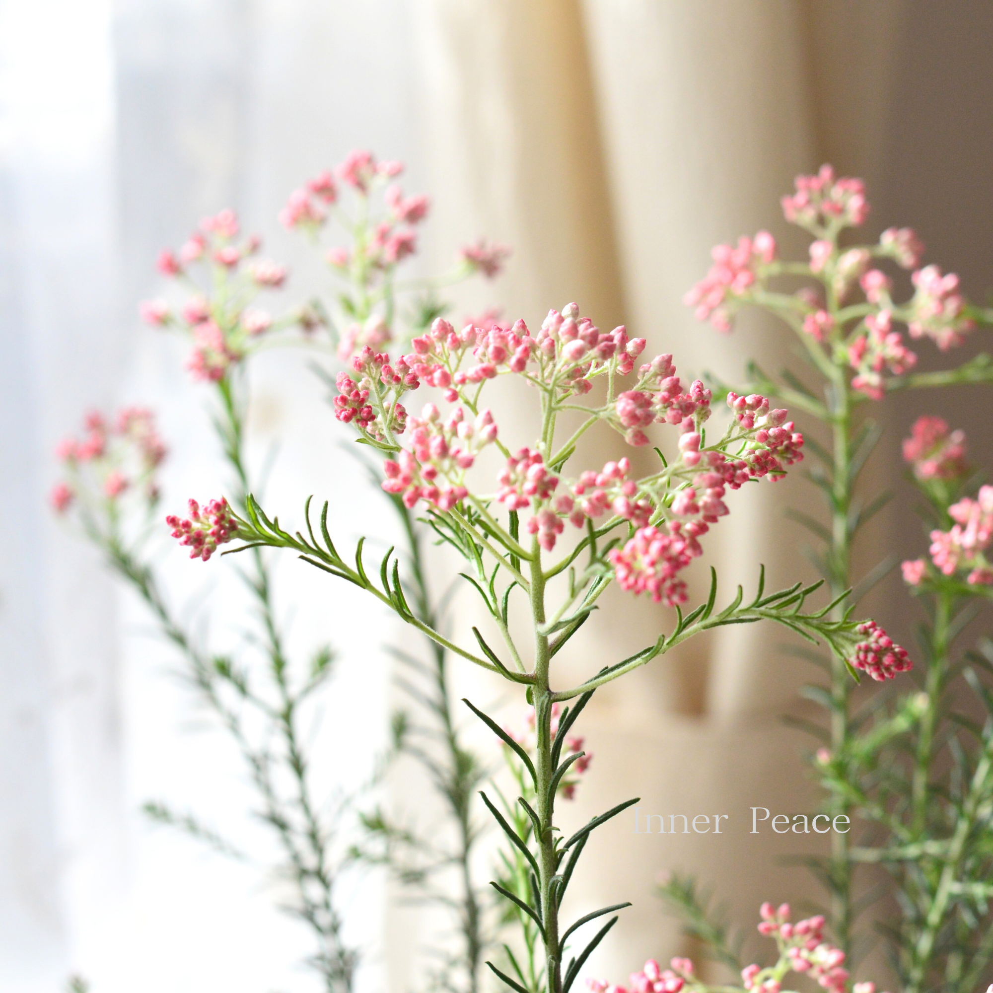 【人気】 ライスフラワー　『ピンク』　3寸ロングPOT