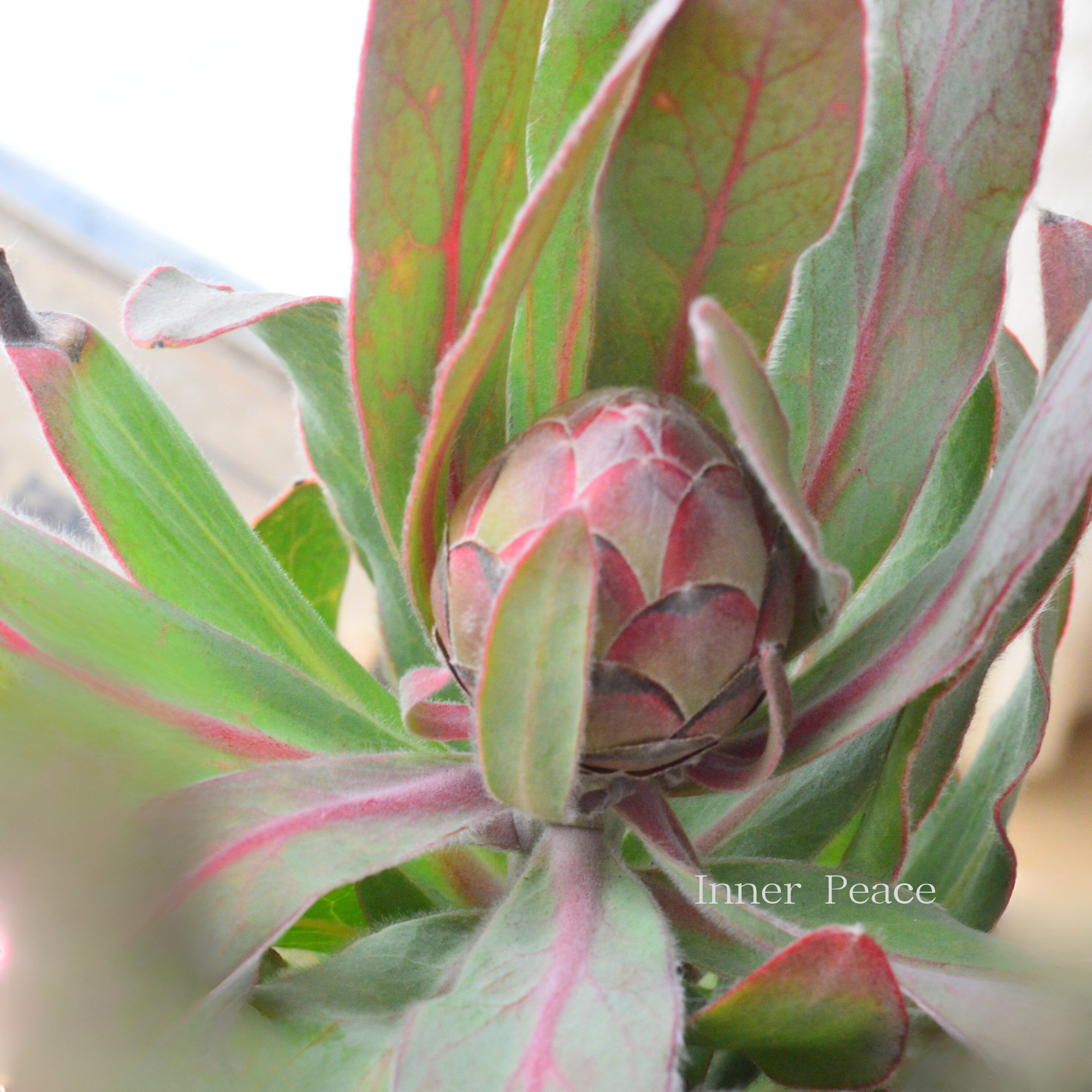 【希少】 限定１鉢！　プロテア　『シルビア』　　７号鉢