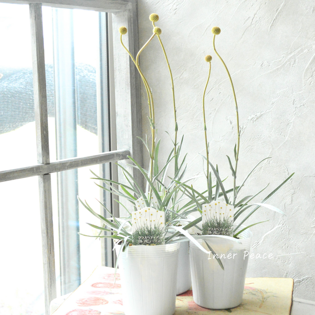 個性的】 クラスペディア 『ゴルフビューティー』 3.5寸POT