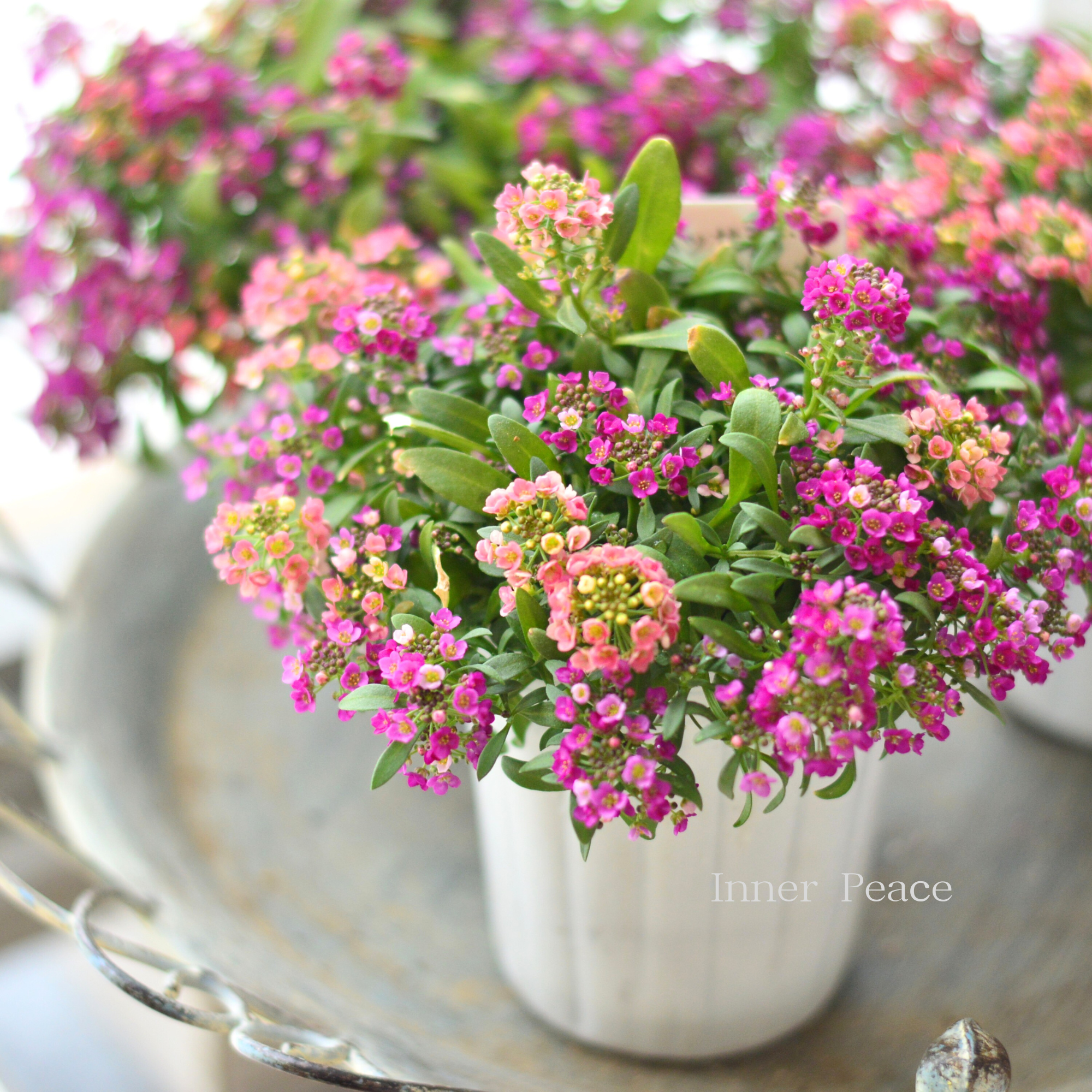 【ミックス植え】 スイートアリッサム　『はなあかり　②』　　３寸POT