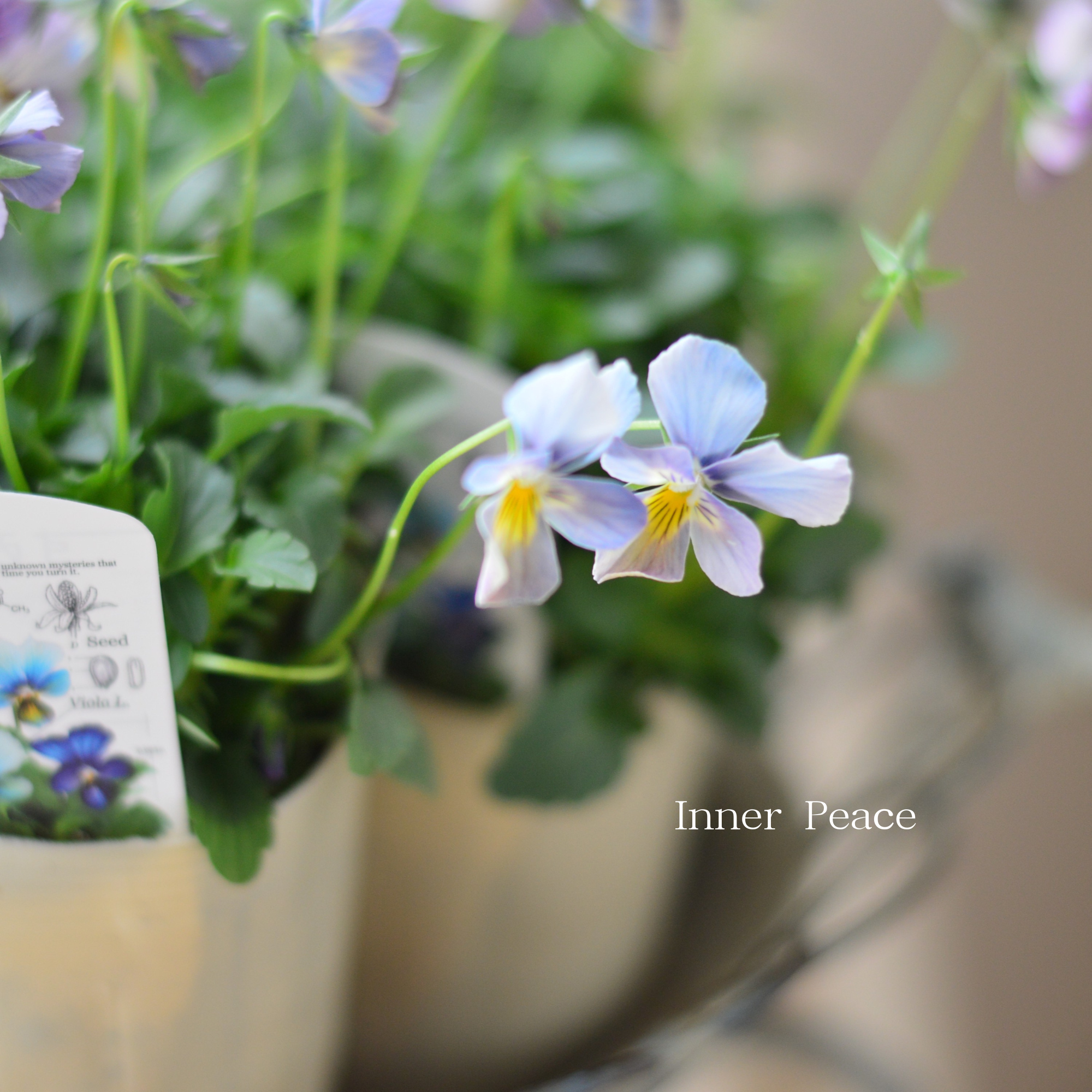 【希少】 おひとり様１苗限定　ビオラ　『すみれ図鑑・紫水』　　3.5寸POT