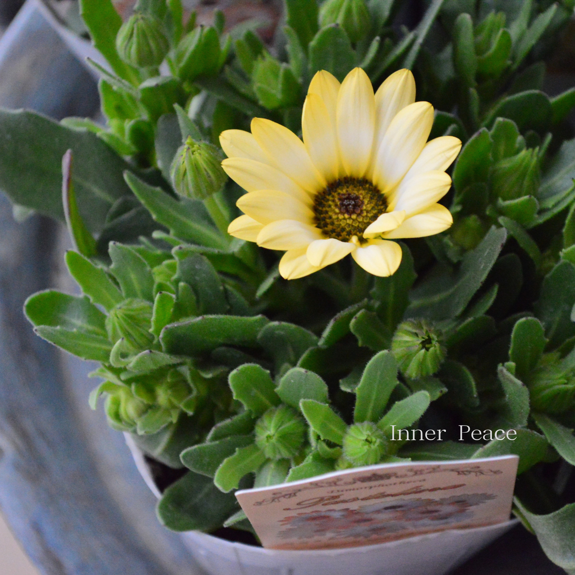 【春色】 ディモルフォセカ 『パステリーナ・イエロー系』　3.5寸POT