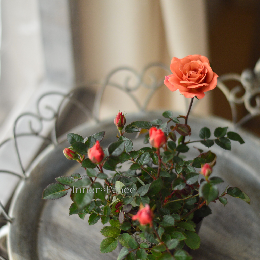 テディベア・ローズ　限定300体 669933015b477135f15b0f84260dbe