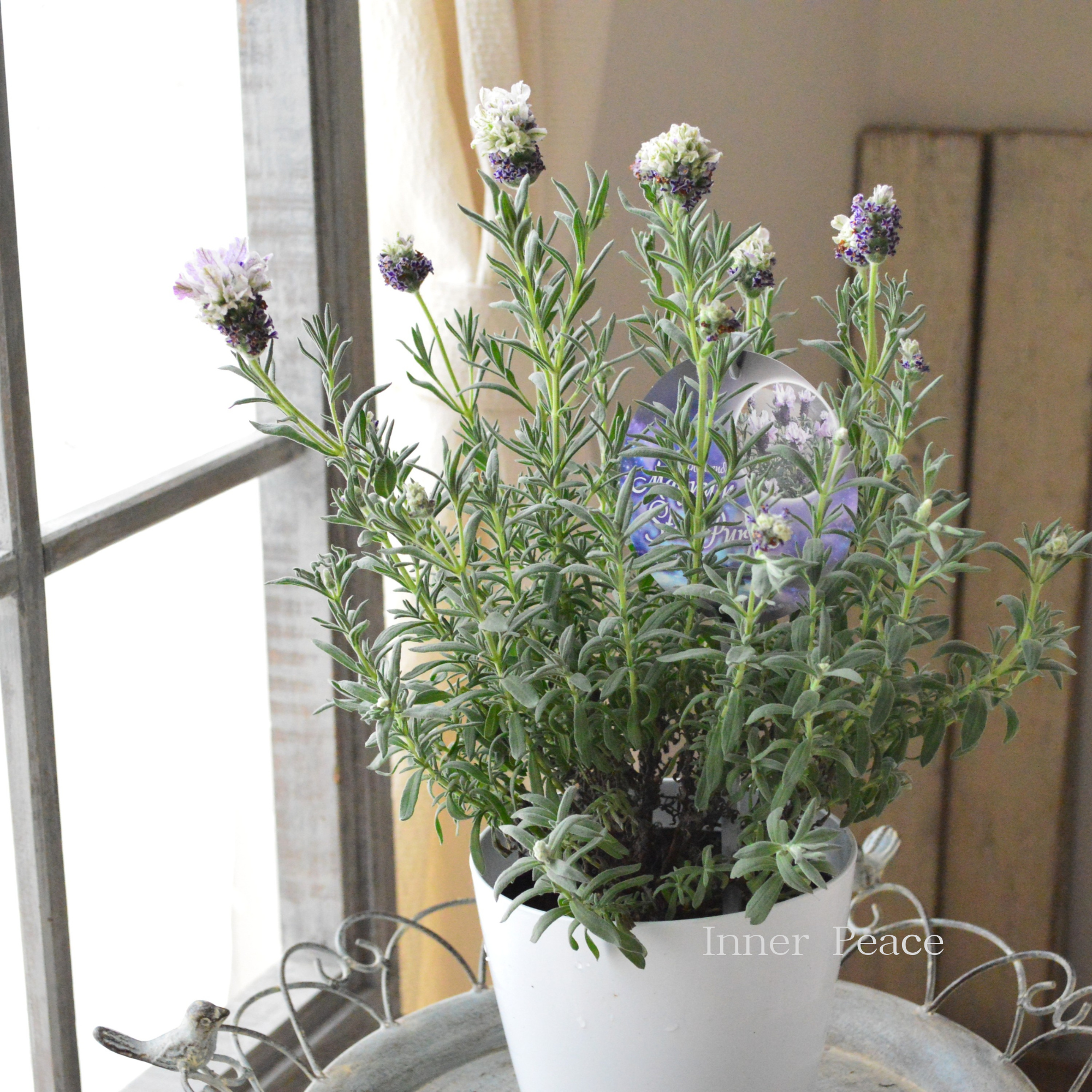 【小林花卉さん】 フレンチラベンダー 『マグナムスターパープル』　5号鉢