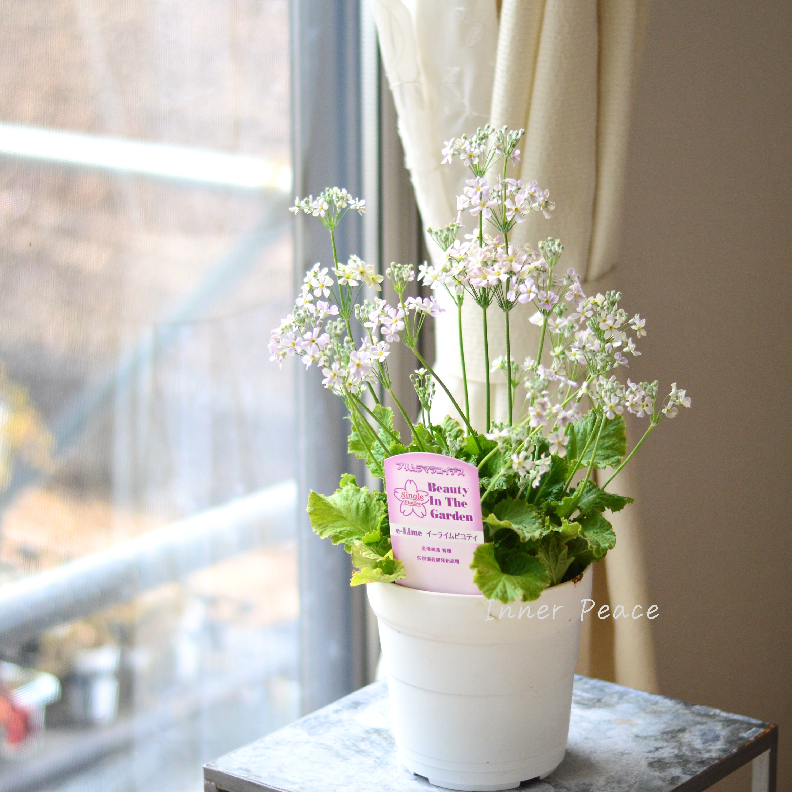 白樺ジャクモンティー シラカバ苗木 15cmポット 3株セット 幹の白い 白樺ジャクモンティー シラカバ苗木 15cmポット 3株セット 幹の白い