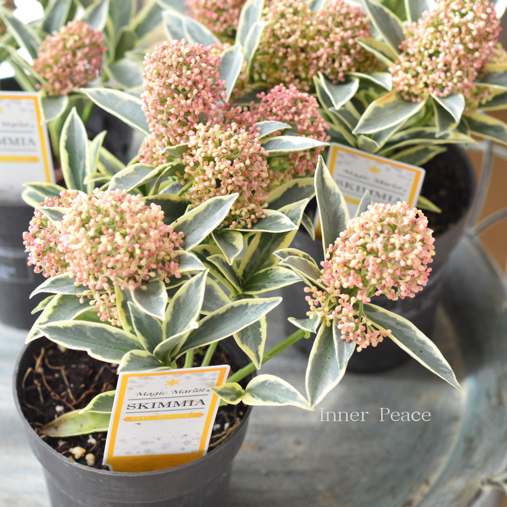 【希少】斑入り スキミヤ　『マジックマルロー』　　3.5寸硬質POT