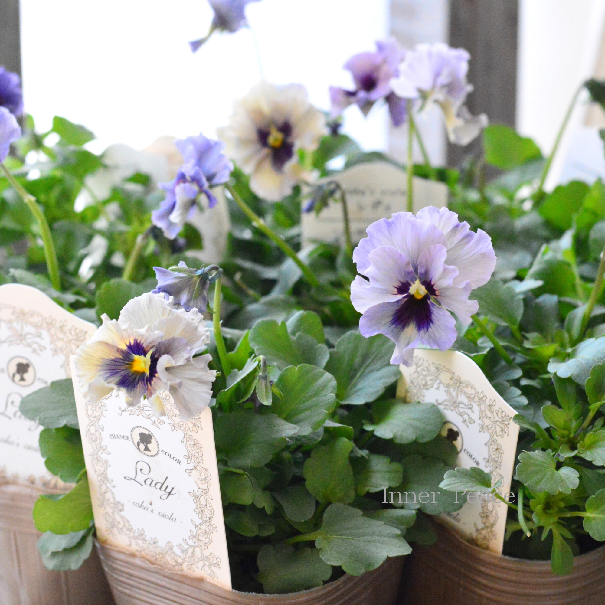 希少】 石川園芸さんビオラ 『レディ』 3寸POT