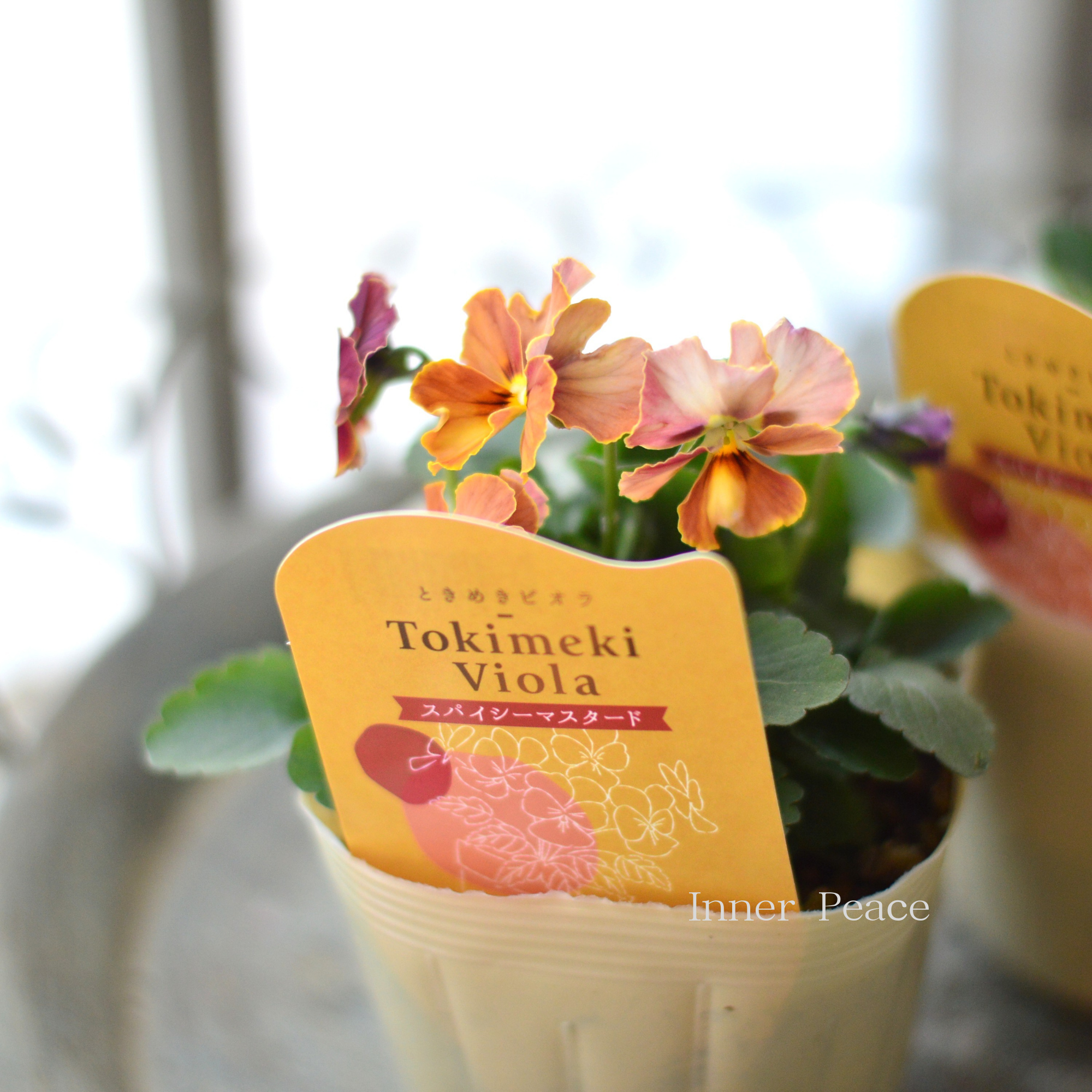 【奥田園芸さん】 ときめきビオラ　『スパイシーマスタード』　3.5寸POT