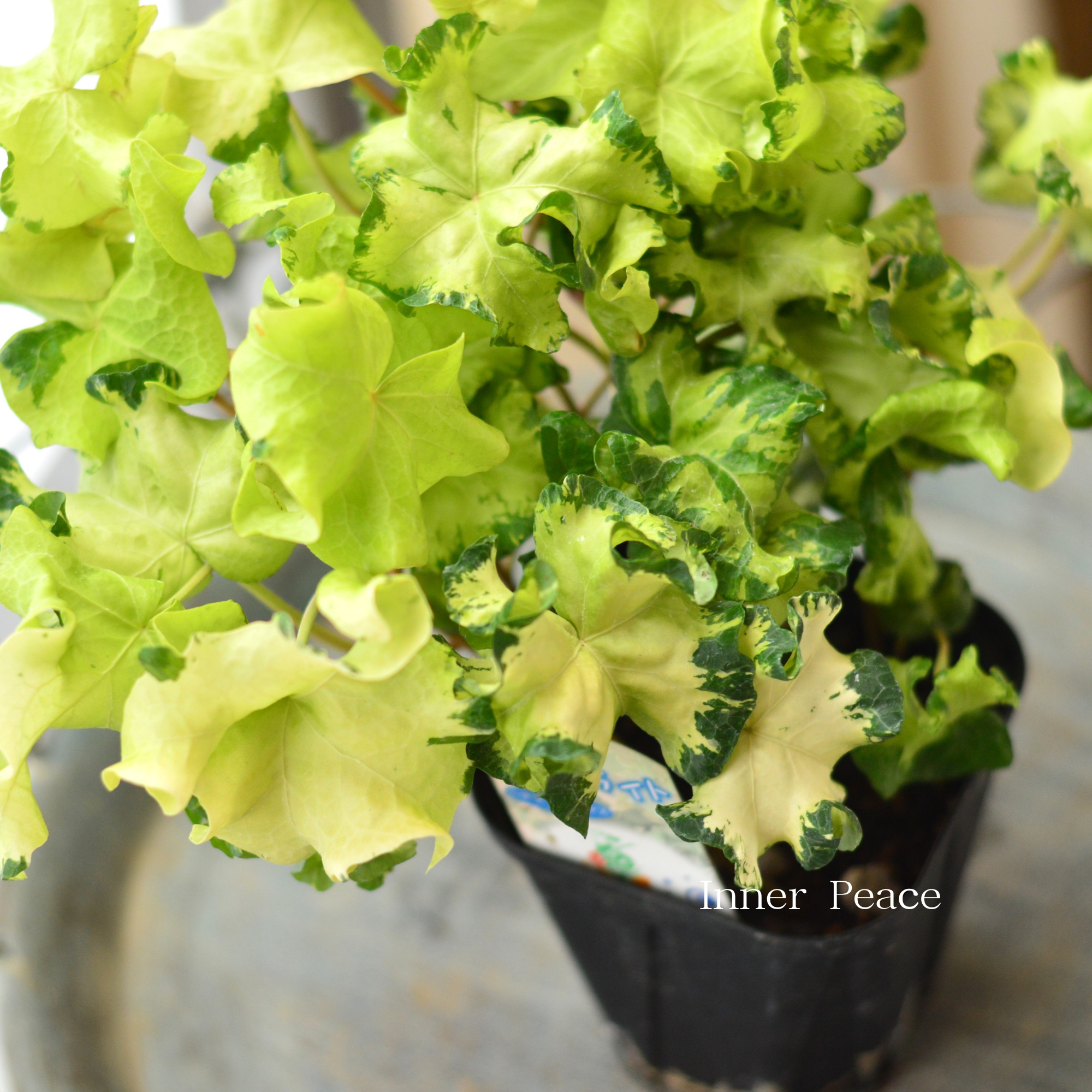 【寄せ植えに】 ヘデラ  ヘリックス 『ムーンライト』　3.5寸POT