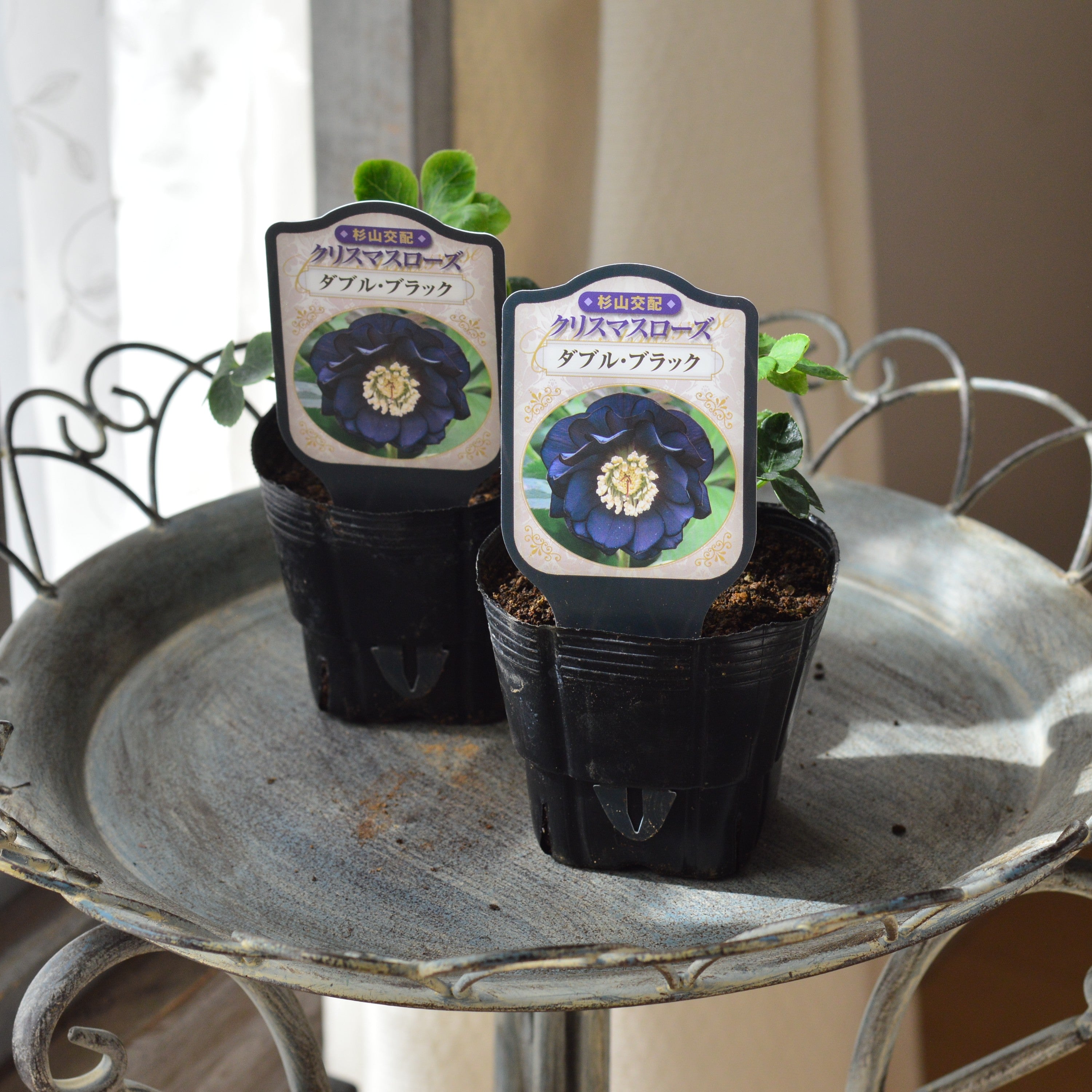 花苗 – ページ 2