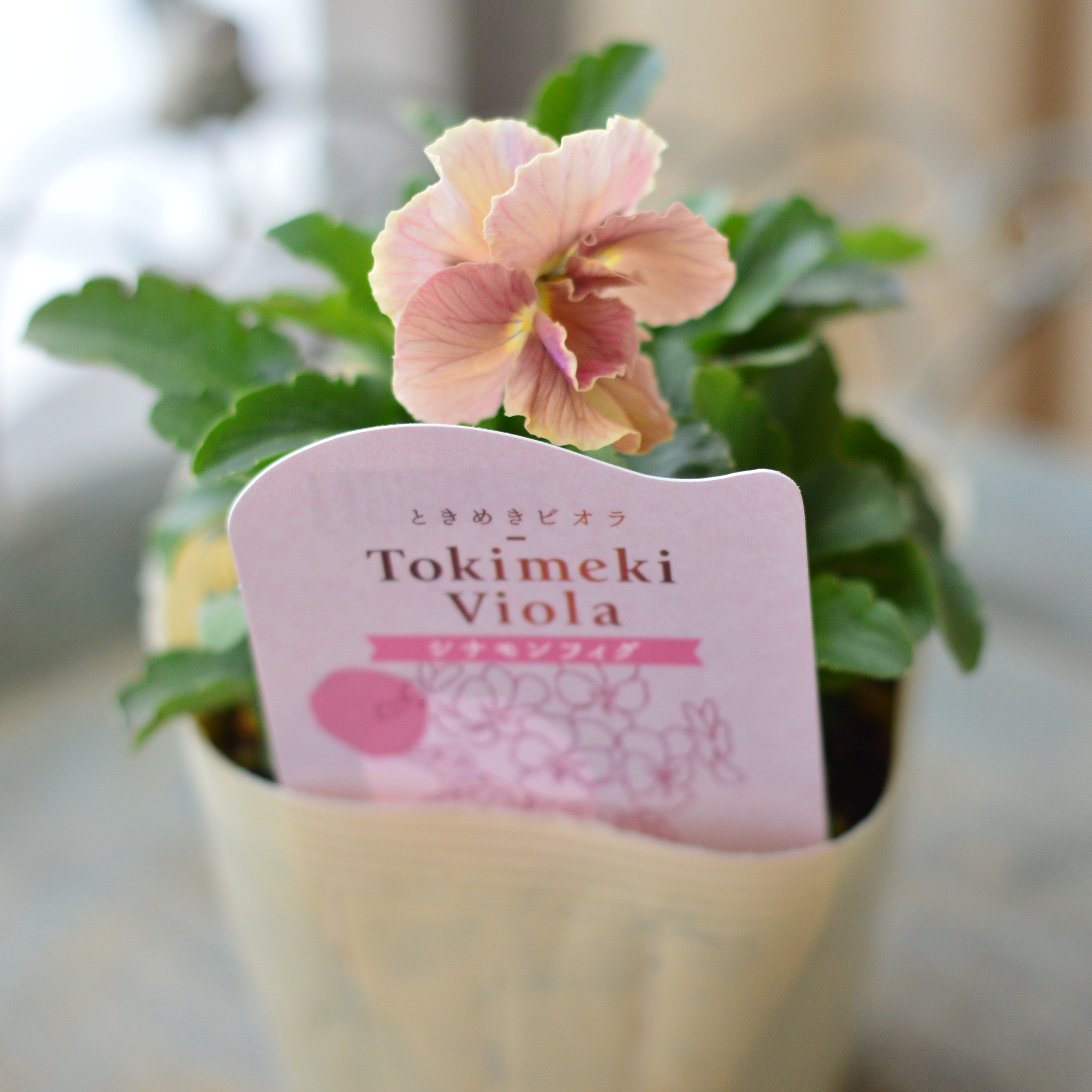 【奥田園芸さん】 ときめきビオラ　『シナモンフィグ』　3.5寸POT