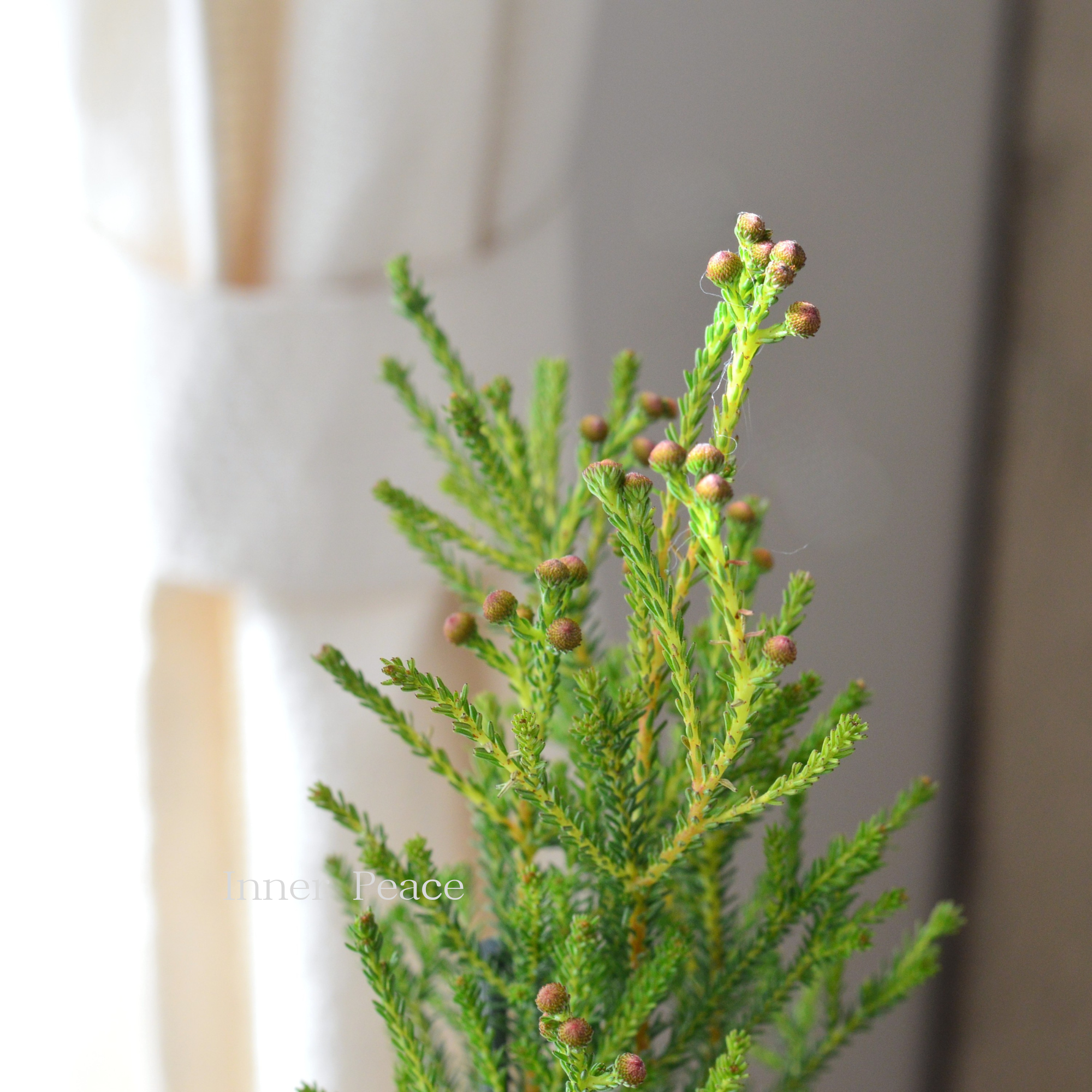 【個性的】 バーゼリア（ベルゼリア）　『ケープグリーン』　      3寸POT