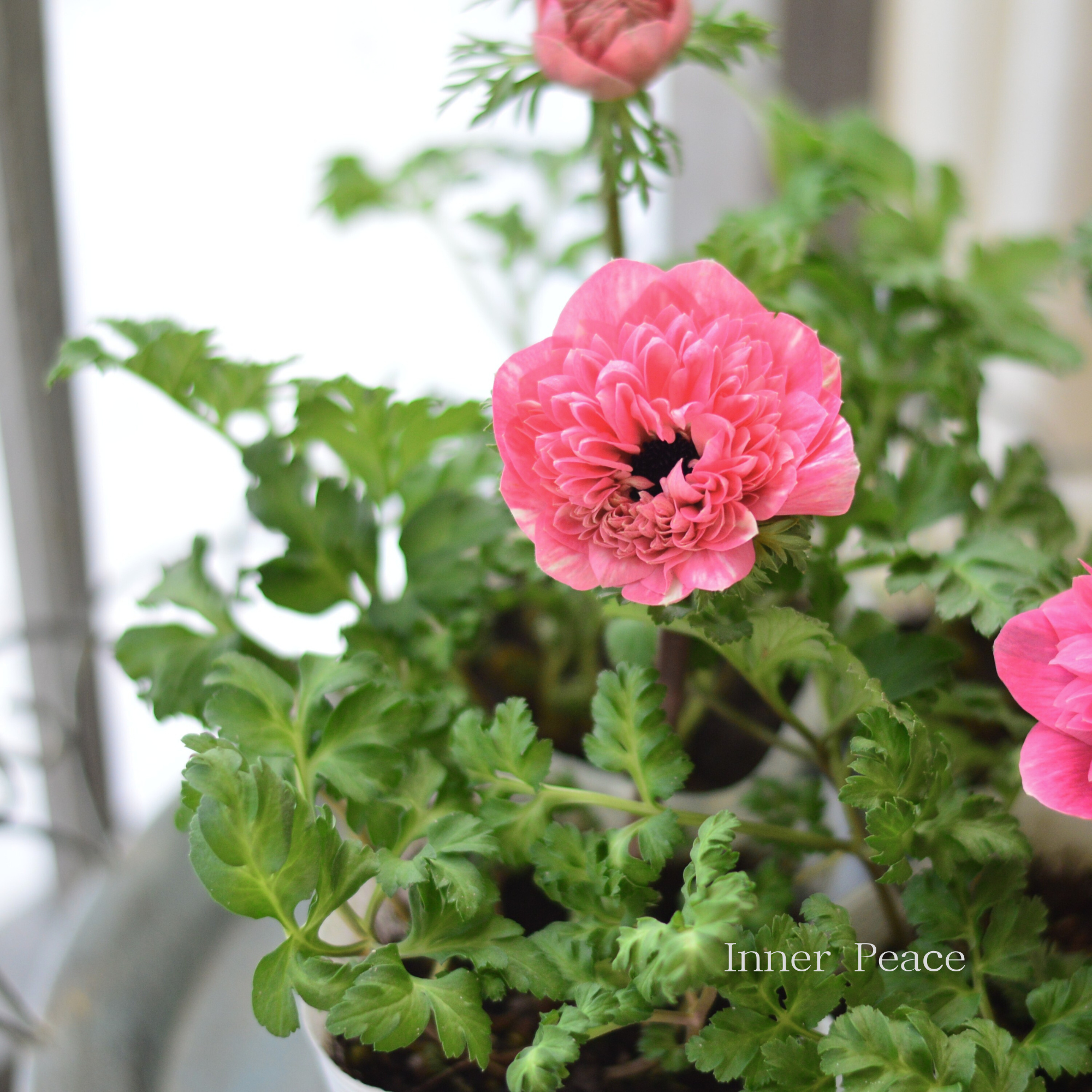 【人気】 アネモネ 『ポルトダブル・ピンク』 　3.5寸POT