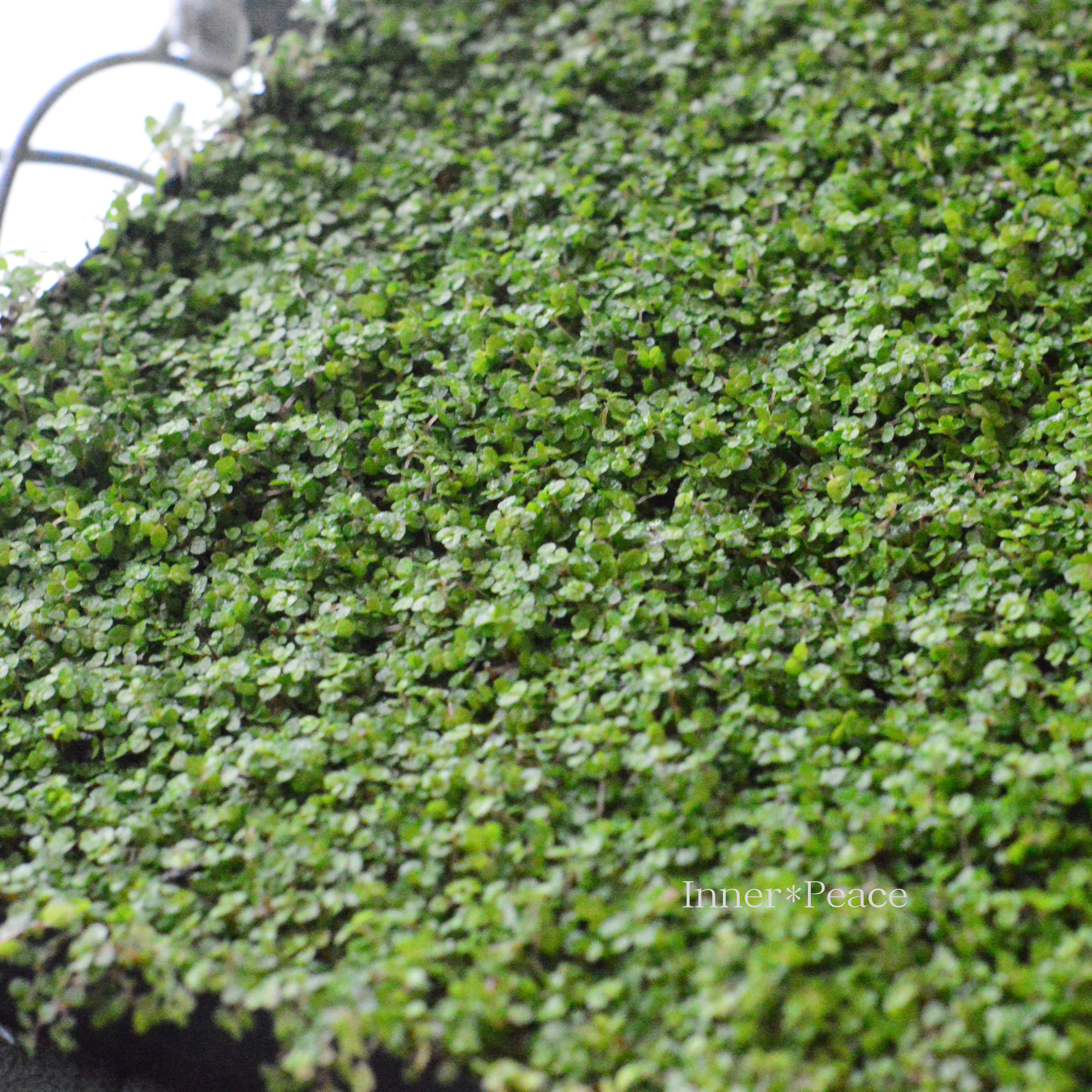 ベビーティアーズシート