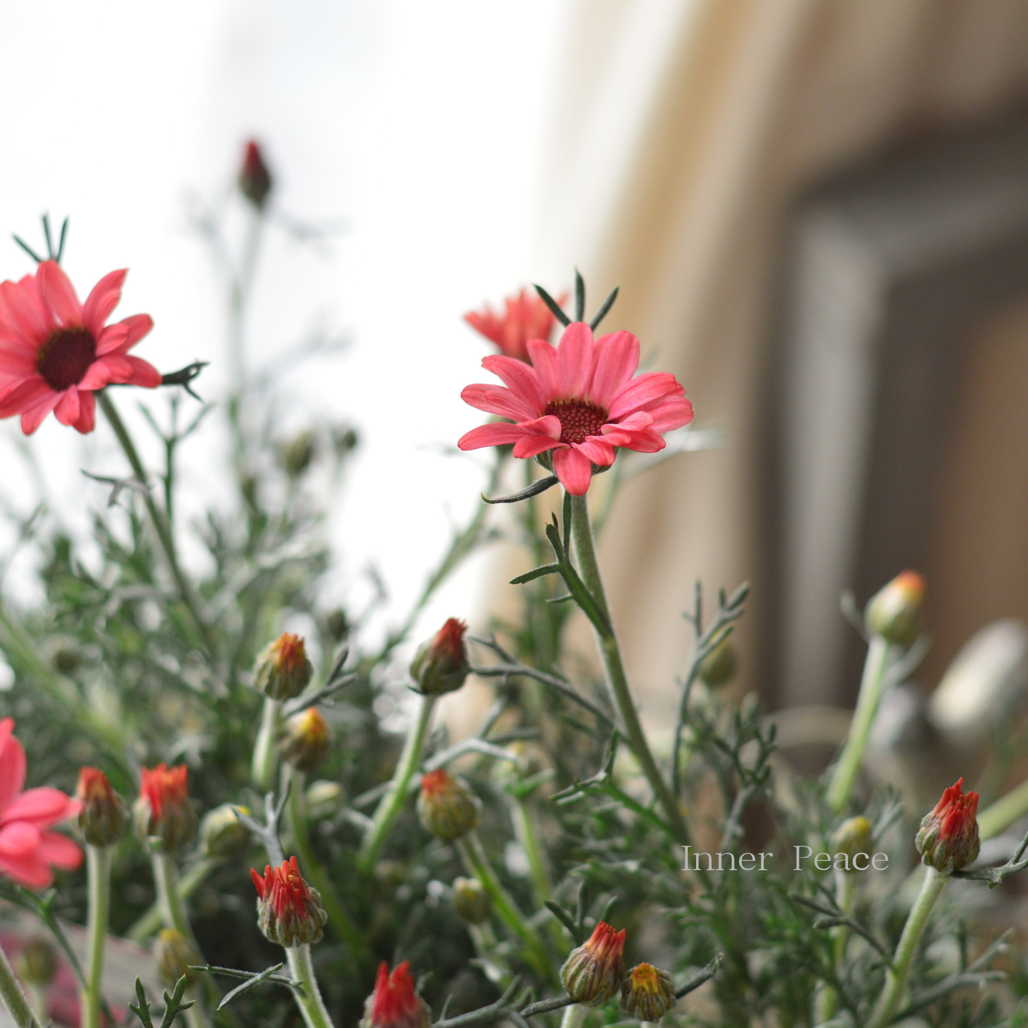 【大人かわいい】 ローダンセマム　『マーズ』 　3.5寸POT