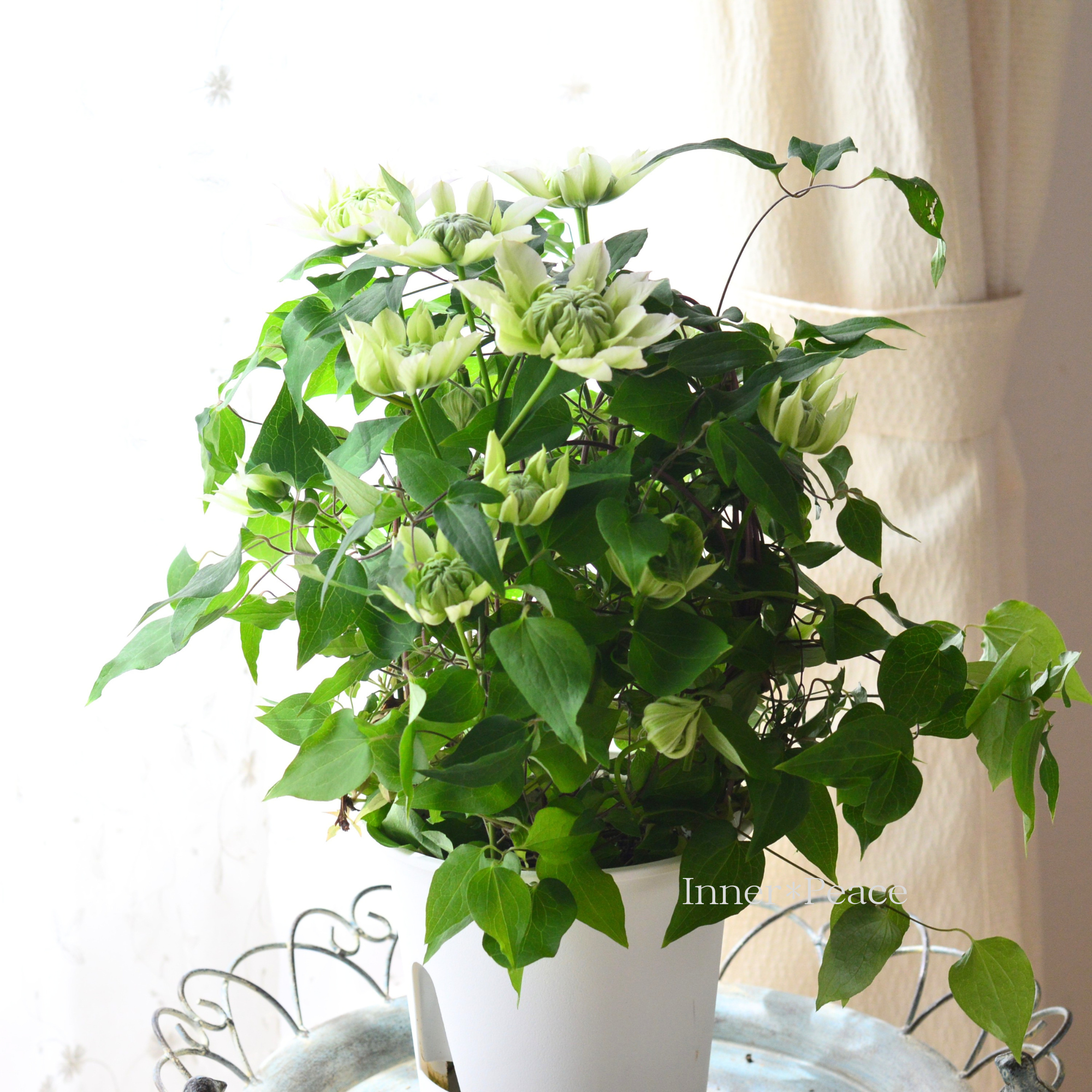 【八重咲き】 クレマチス　『花園　～ハナゾノ～』　５号鉢