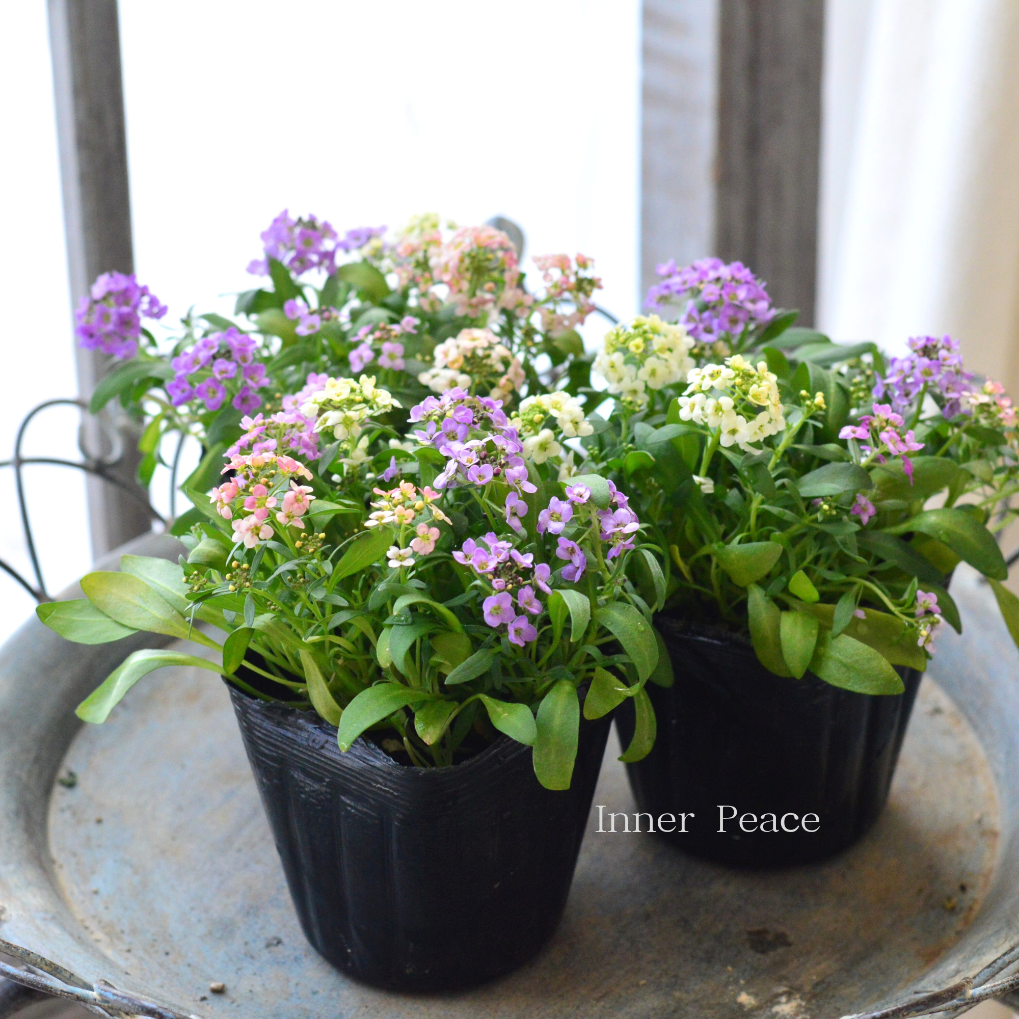 【寄せ植えに】 スイートアリッサム　『４色ミックス』　　3寸POT