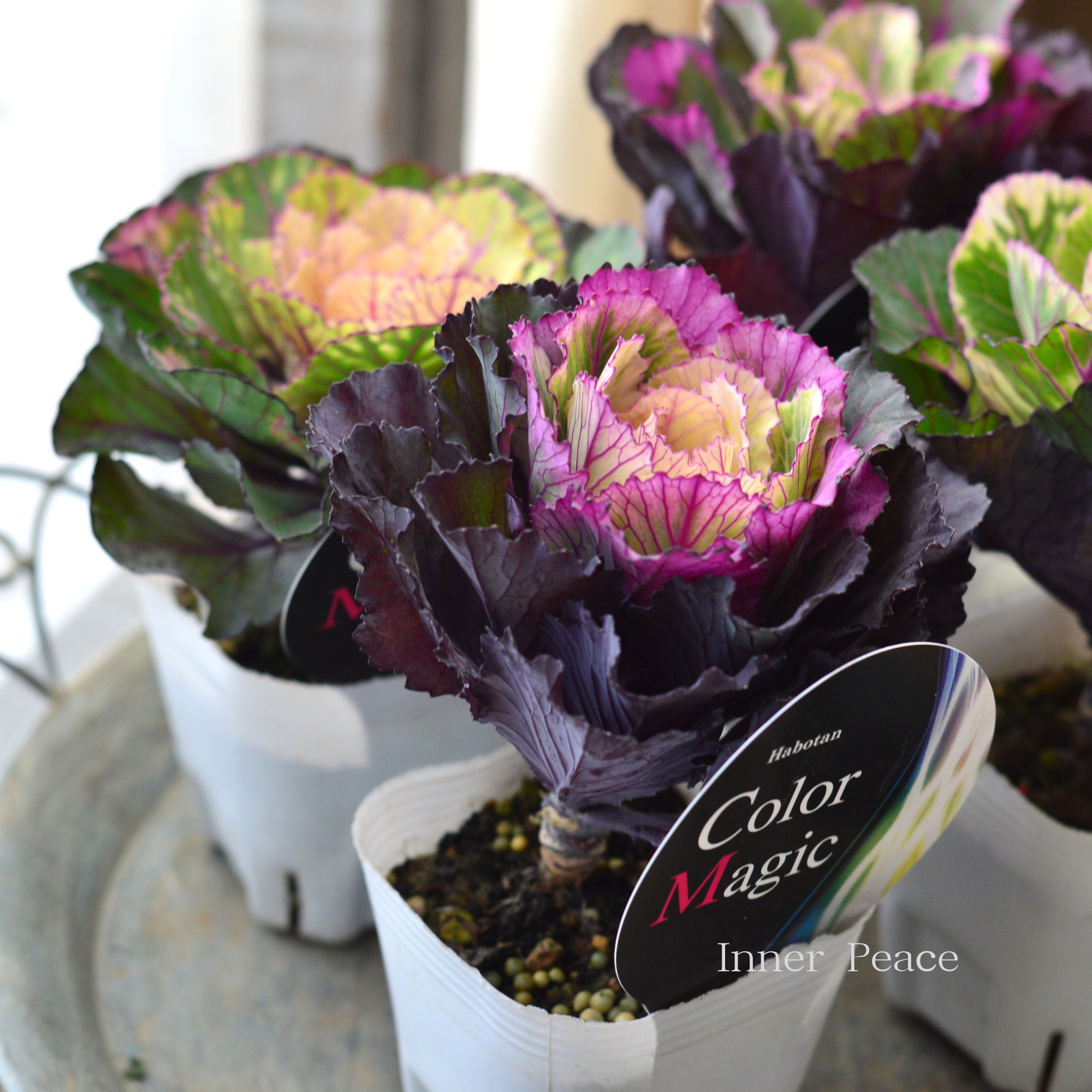 【美しい】 葉牡丹　『カラーマジック・丸葉』  3寸POT