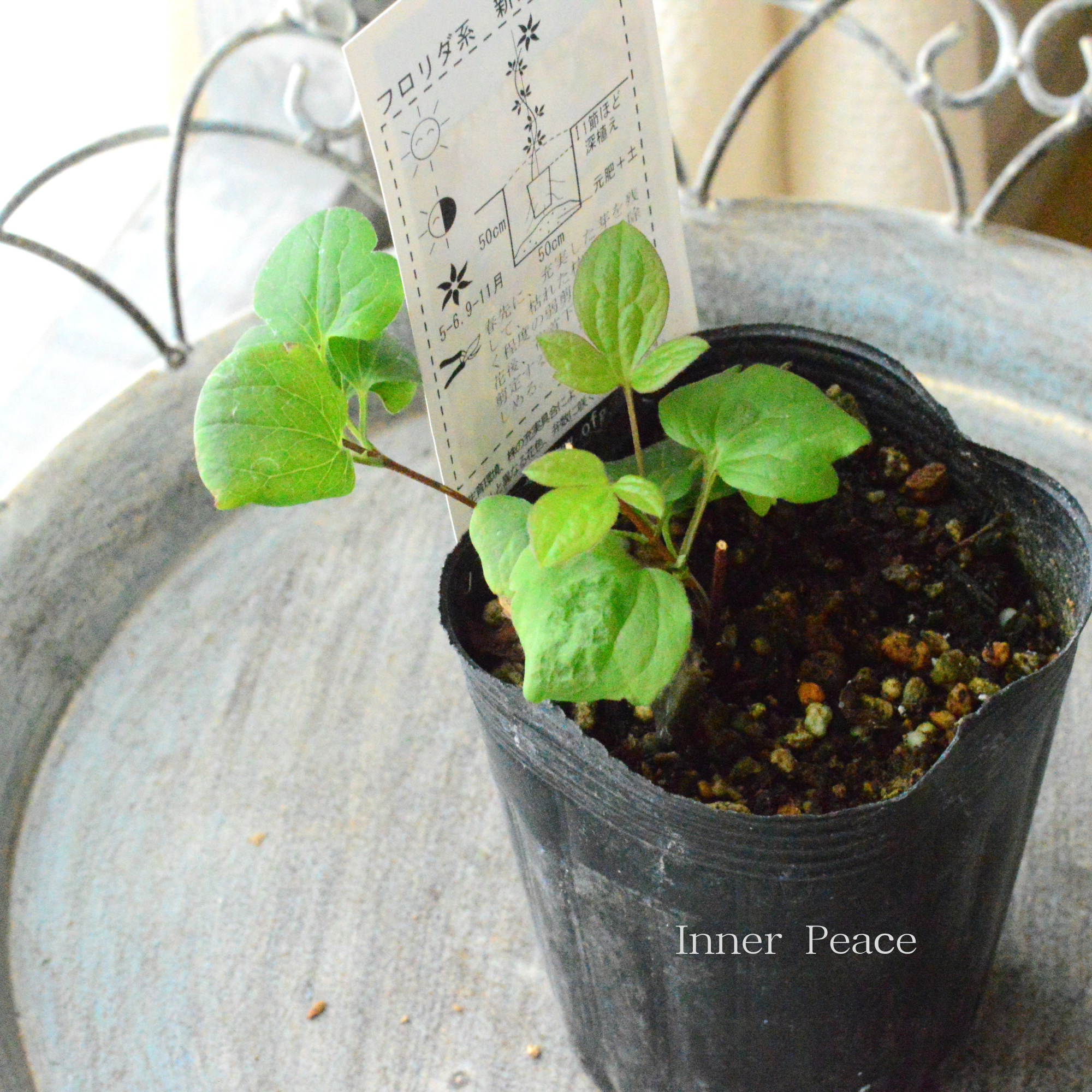 【及川フラグリーンさん】 クレマチス  フロリダ系 『きりさめ』　3寸POT