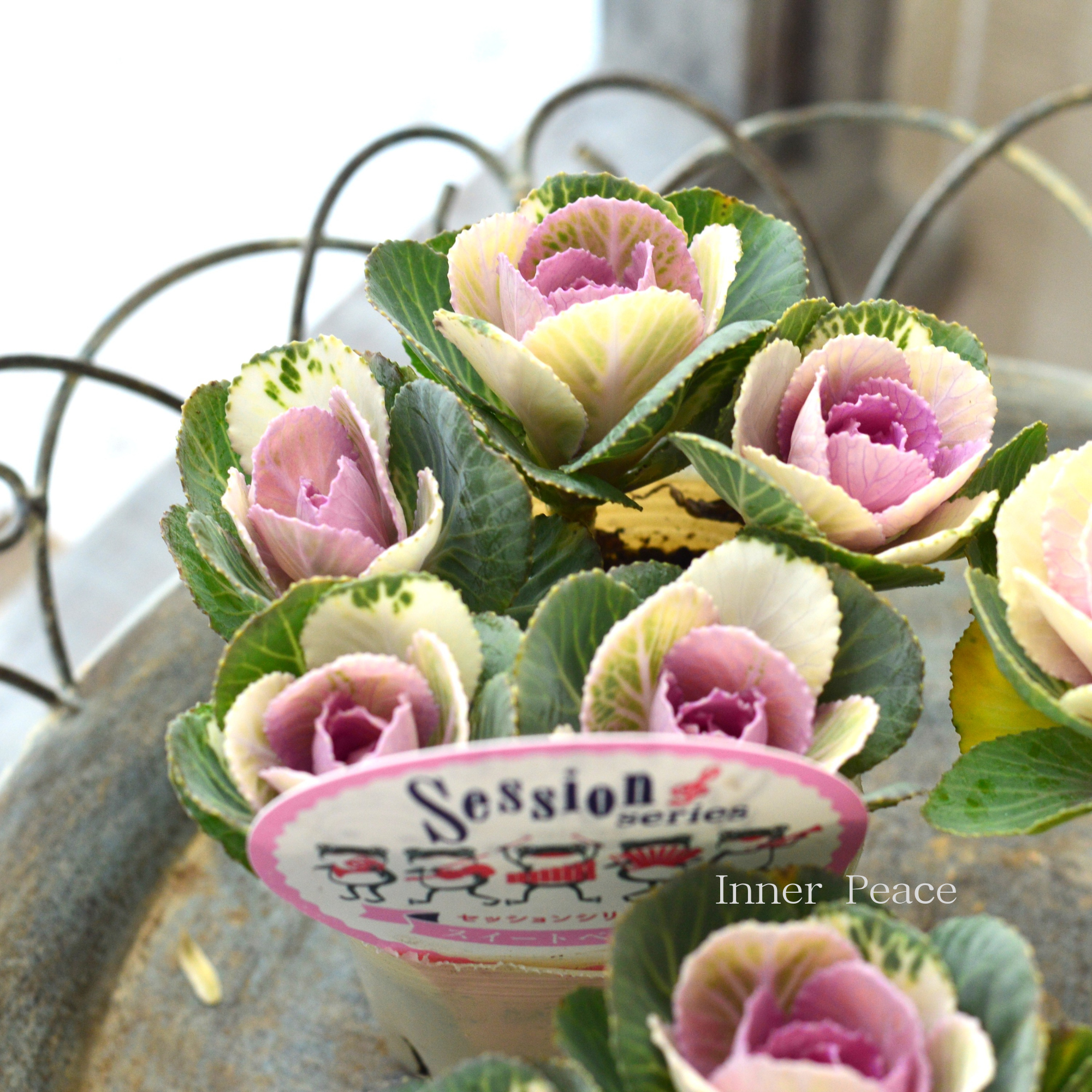 花苗 – ページ 2