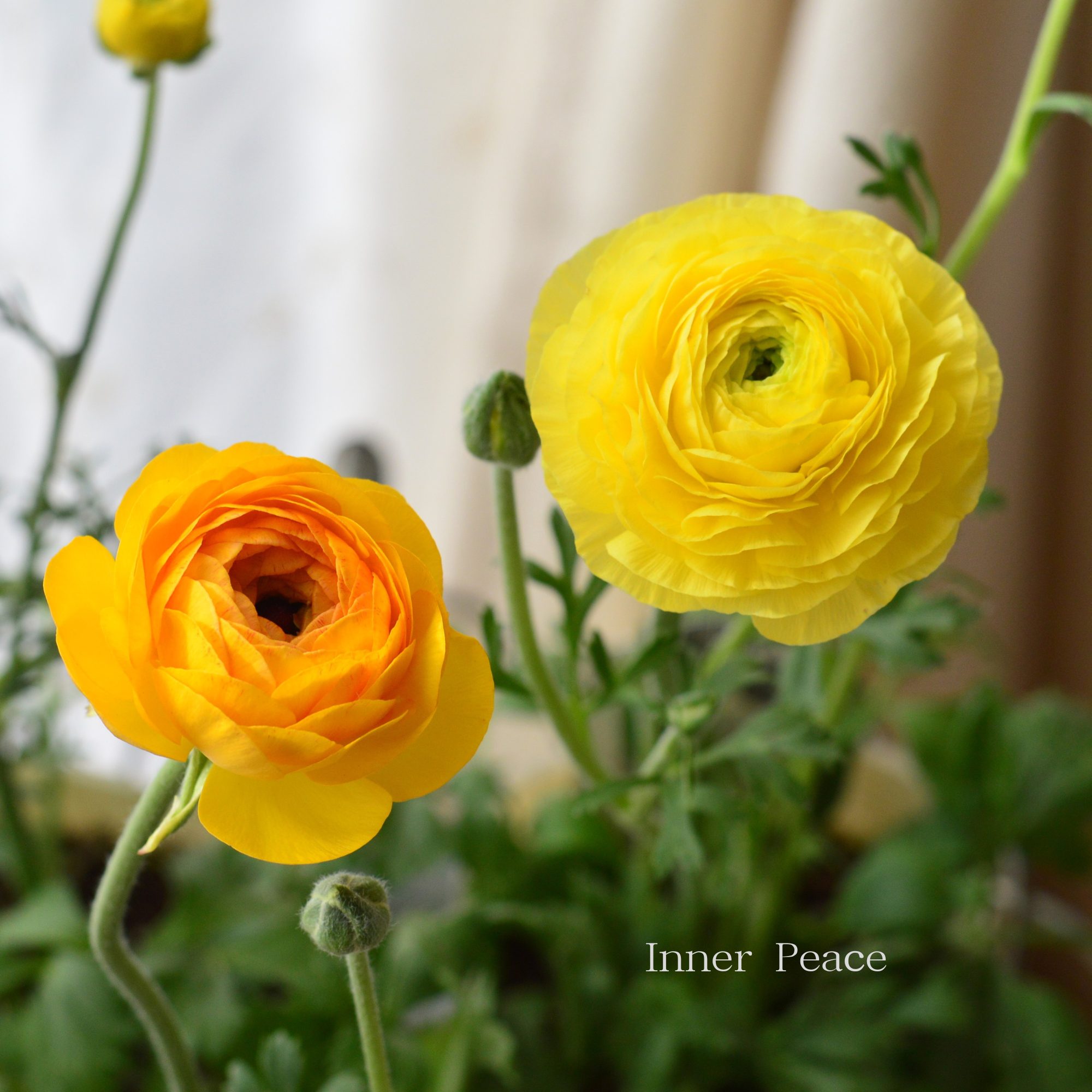 【美しい】 ラナンキュラス 『エレガンス・レイネッテグリーン　イエロー系』　　3.5寸ロングPOT