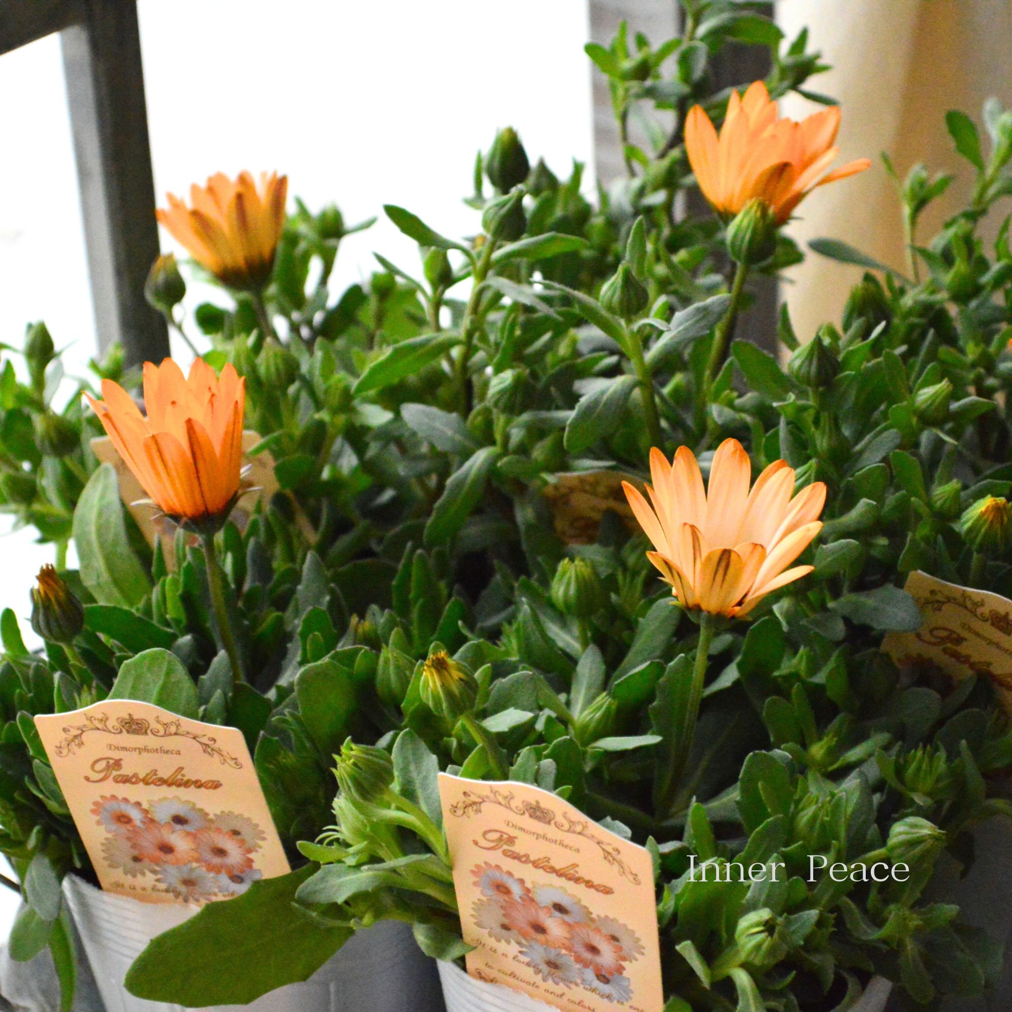 【春色】 ディモルフォセカ 『パステリーナ・オレンジ系』　3.5寸POT