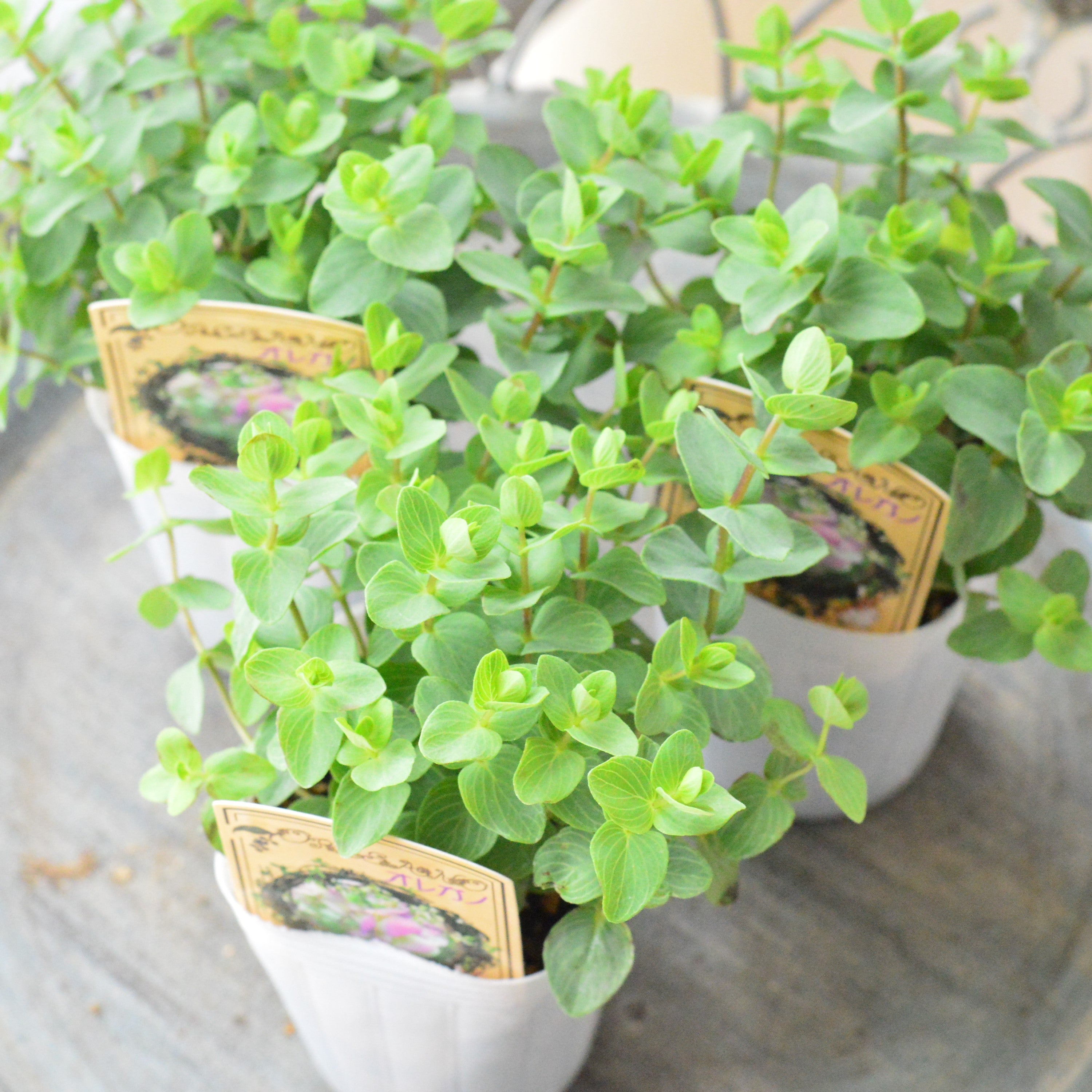 ♥宿根草♥育てやすく人気のハーブ♥オレガノケントビューティー♥ポットごと発送 Amazon | 宿根草 観賞用ハーブ オレガノ ケントビューティー 1