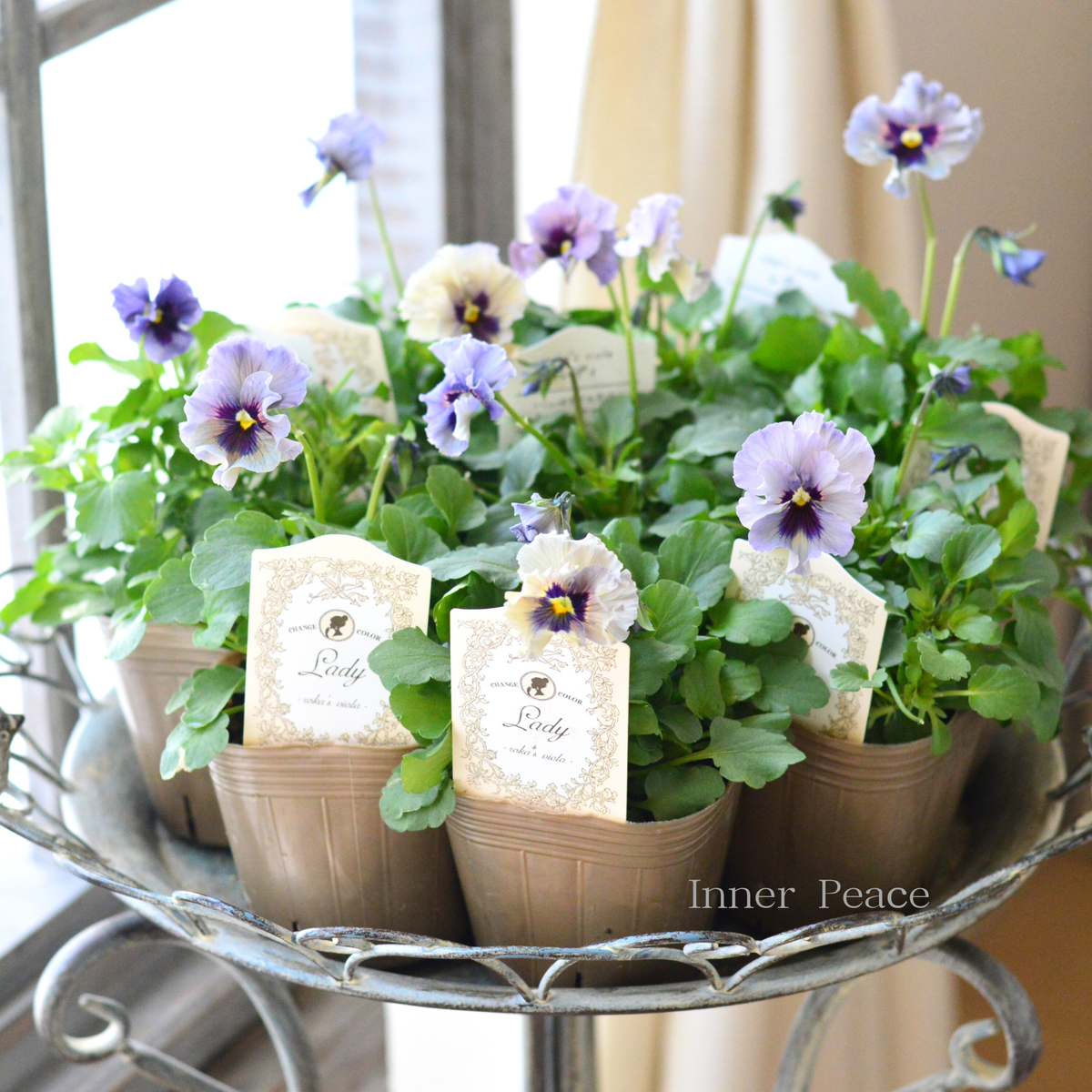 ビオラレディ　苗 希少】 石川園芸さんビオラ 『レディ』 3寸POT