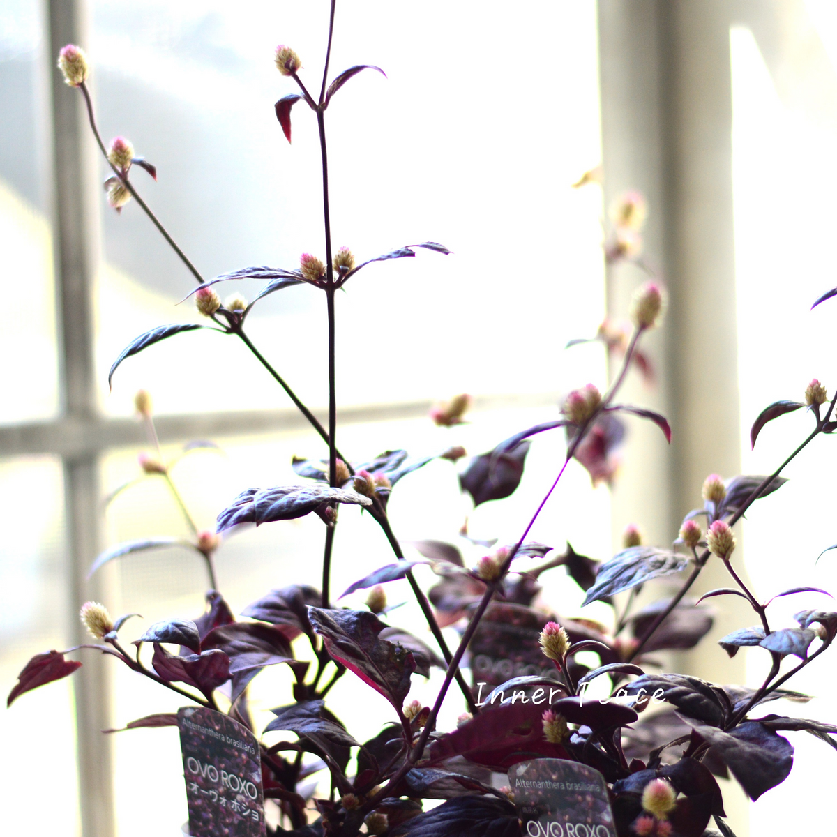 寄せ植えに】 アルテルナンテラ 『オーヴォホショ』 3寸POT